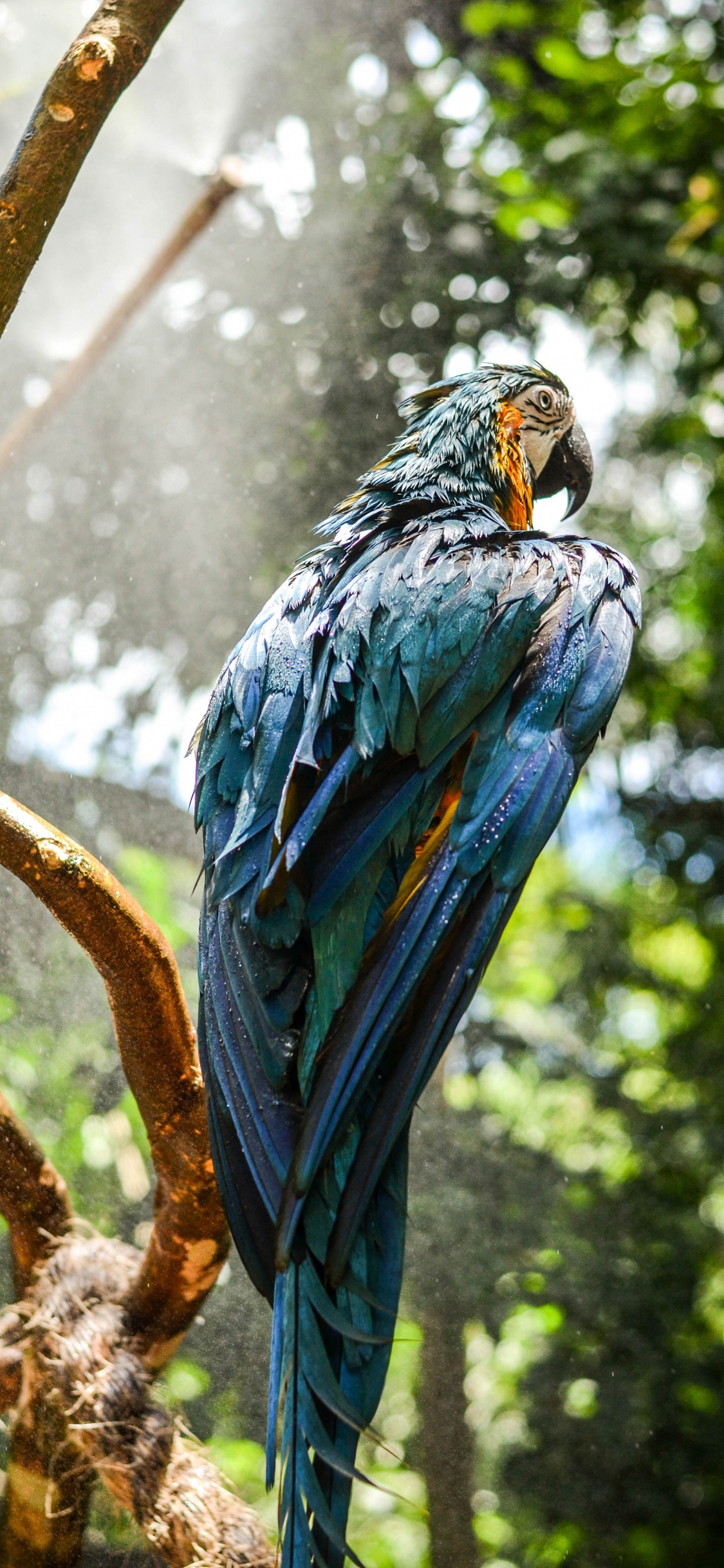 Ara Hyacinthe, Ara Bleu et Jaune, Ara, Oiseau, Environnement Naturel. Wallpaper in 1125x2436 Resolution