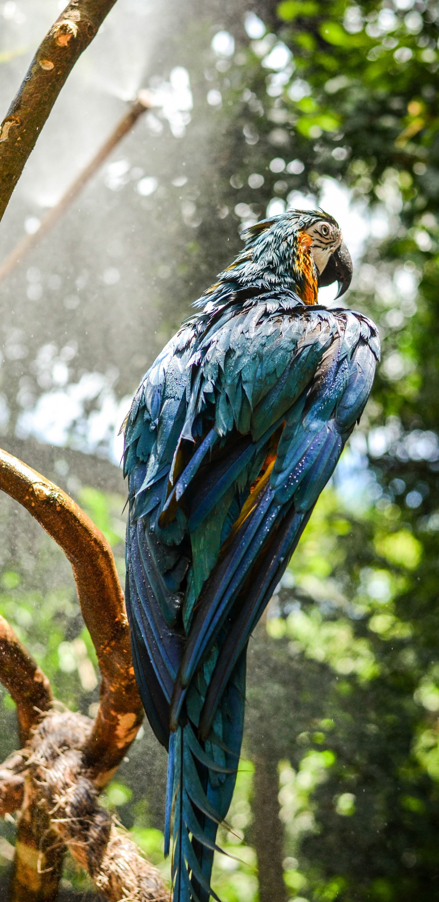 Ara Hyacinthe, Ara Bleu et Jaune, Ara, Oiseau, Environnement Naturel. Wallpaper in 1440x2960 Resolution