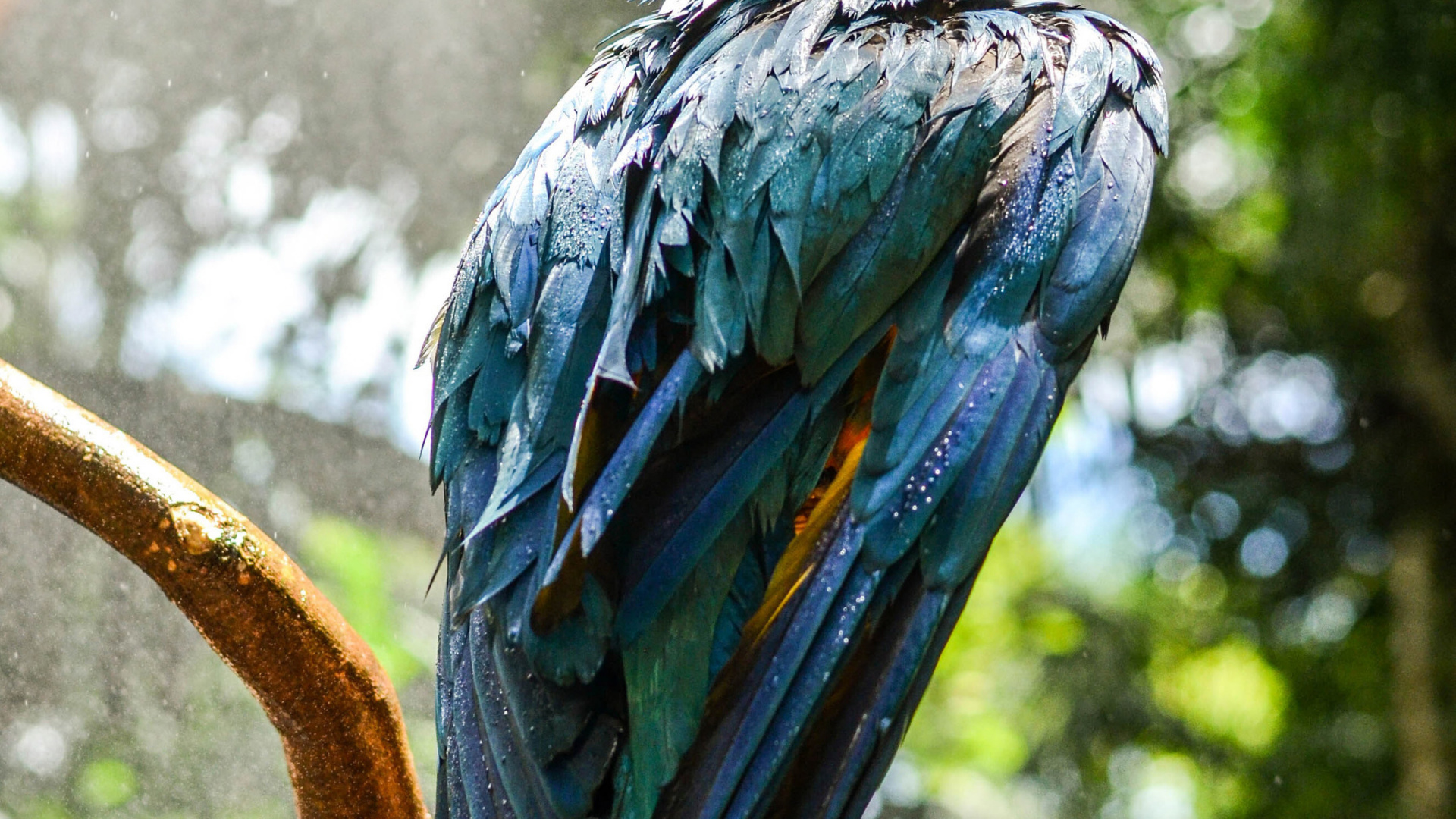 Ara Hyacinthe, Ara Bleu et Jaune, Ara, Oiseau, Environnement Naturel. Wallpaper in 1920x1080 Resolution