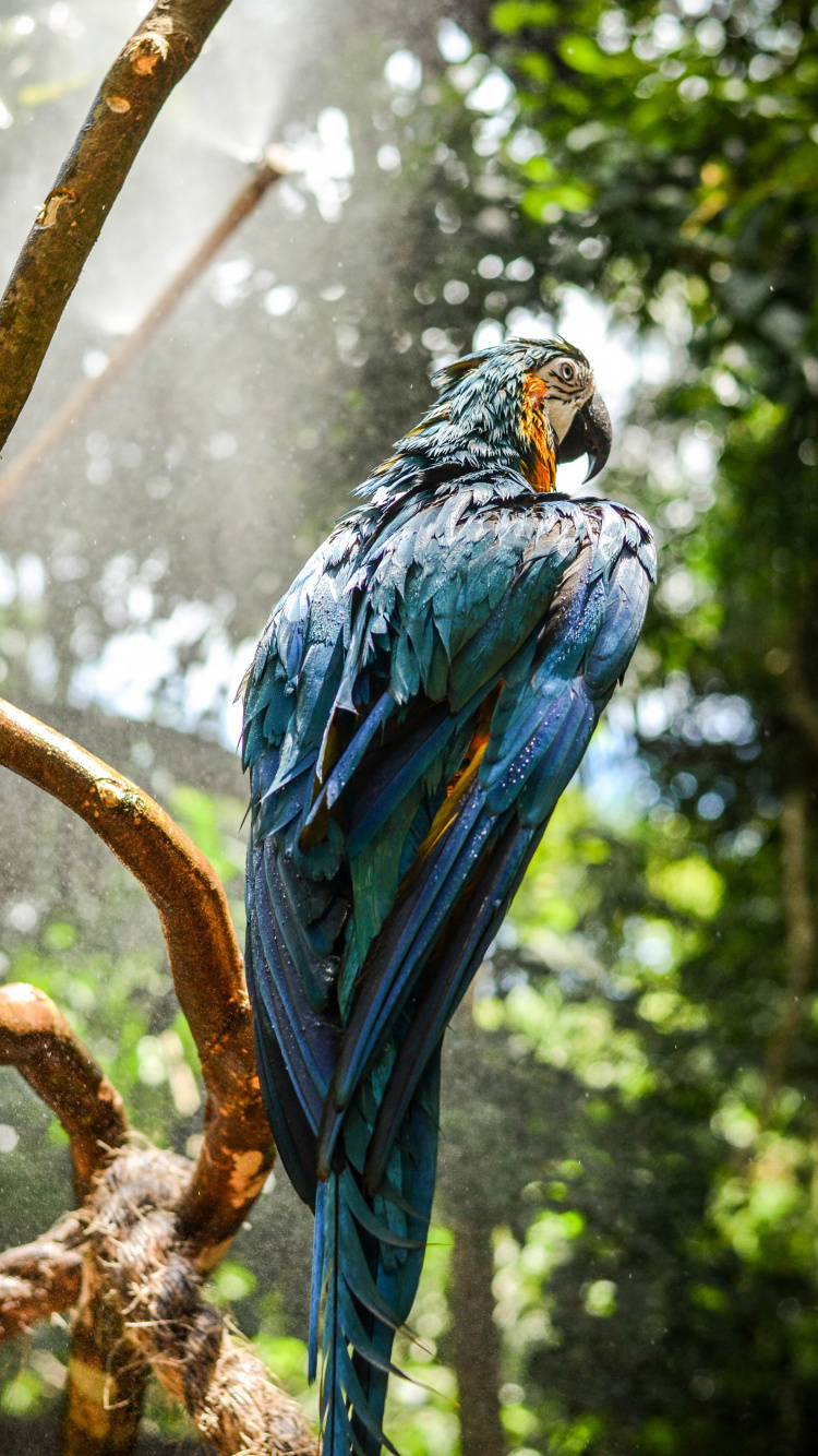 Ara Hyacinthe, Ara Bleu et Jaune, Ara, Oiseau, Environnement Naturel. Wallpaper in 750x1334 Resolution