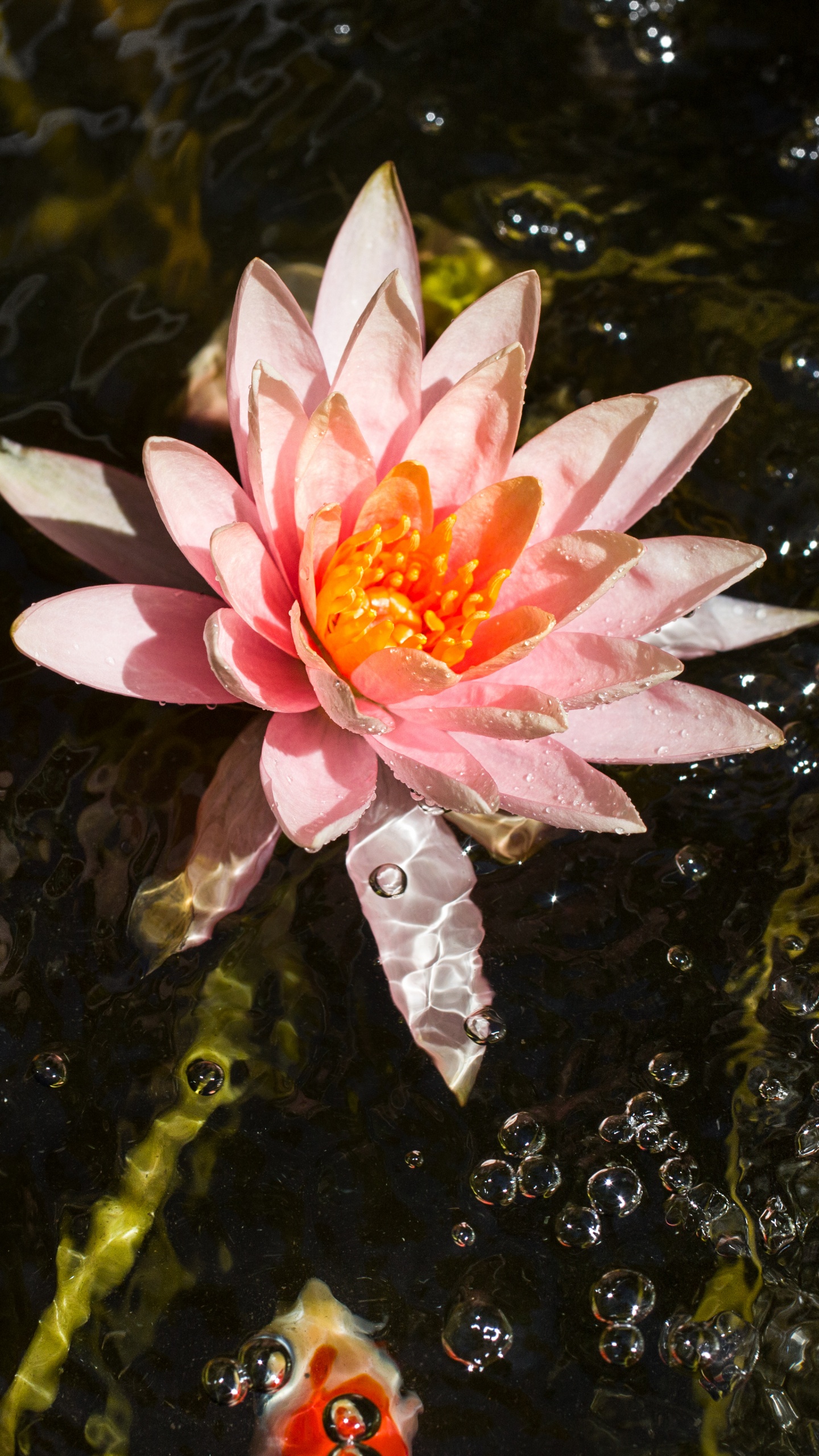 Pink Lotus Flower on Water. Wallpaper in 1440x2560 Resolution