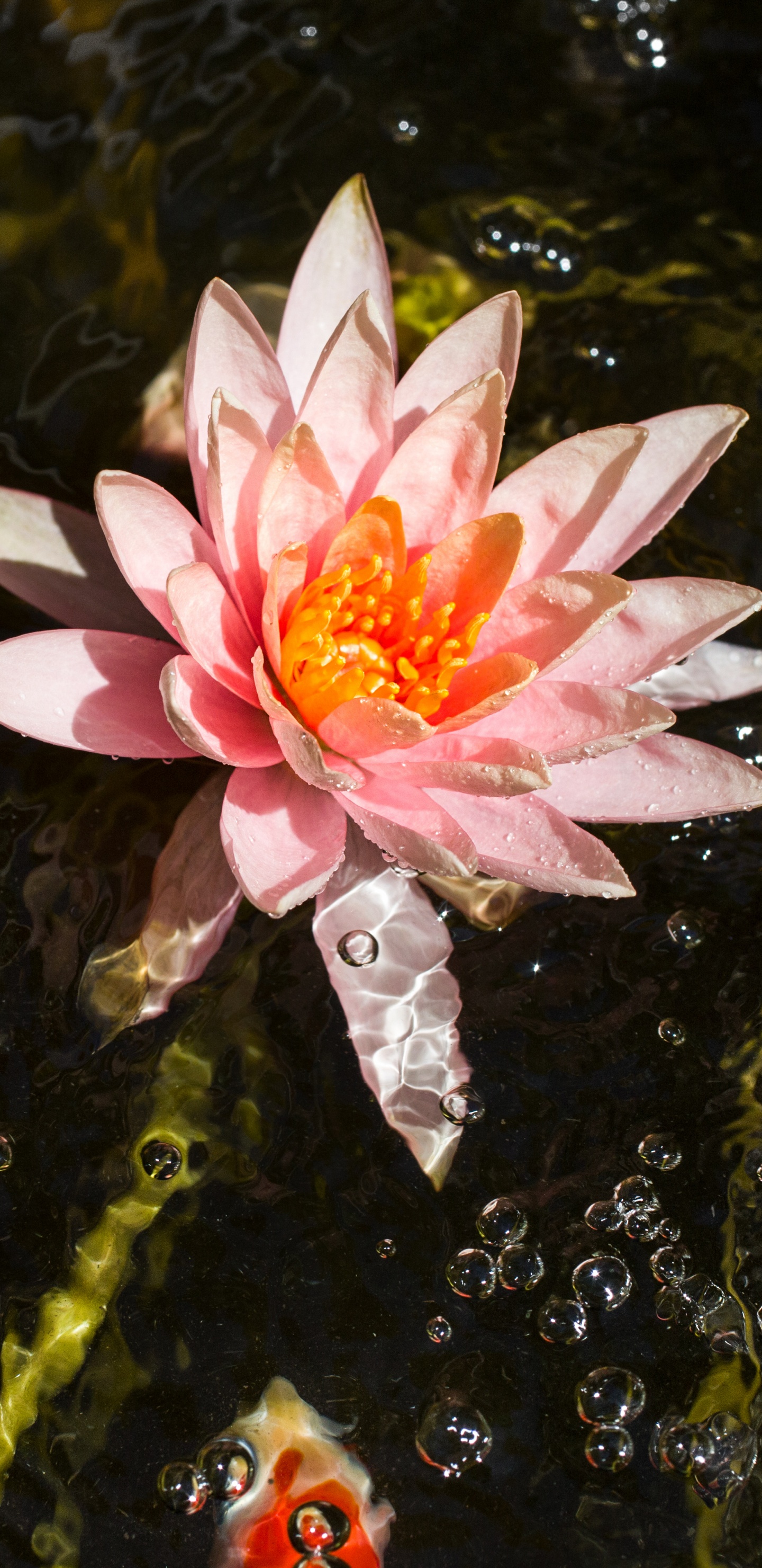 Pink Lotus Flower on Water. Wallpaper in 1440x2960 Resolution