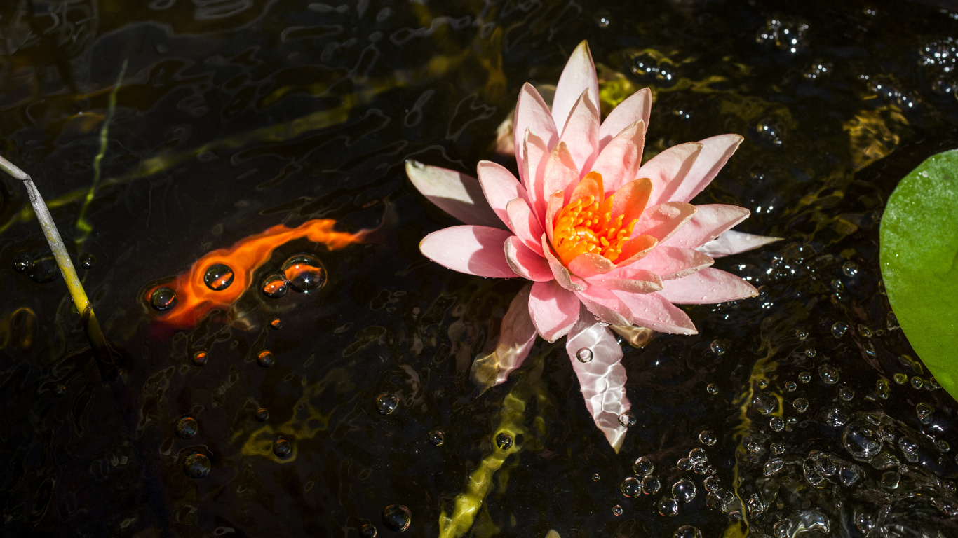 Flor de Loto Rosa Sobre el Agua. Wallpaper in 1366x768 Resolution