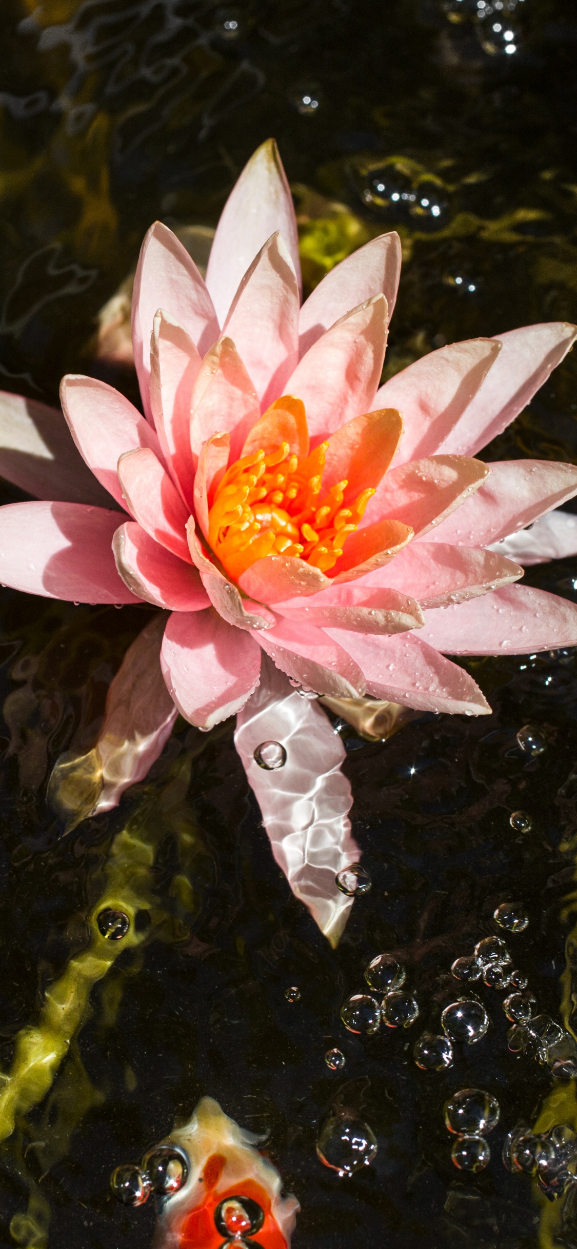 Fleur de Lotus Rose Sur L'eau. Wallpaper in 1125x2436 Resolution