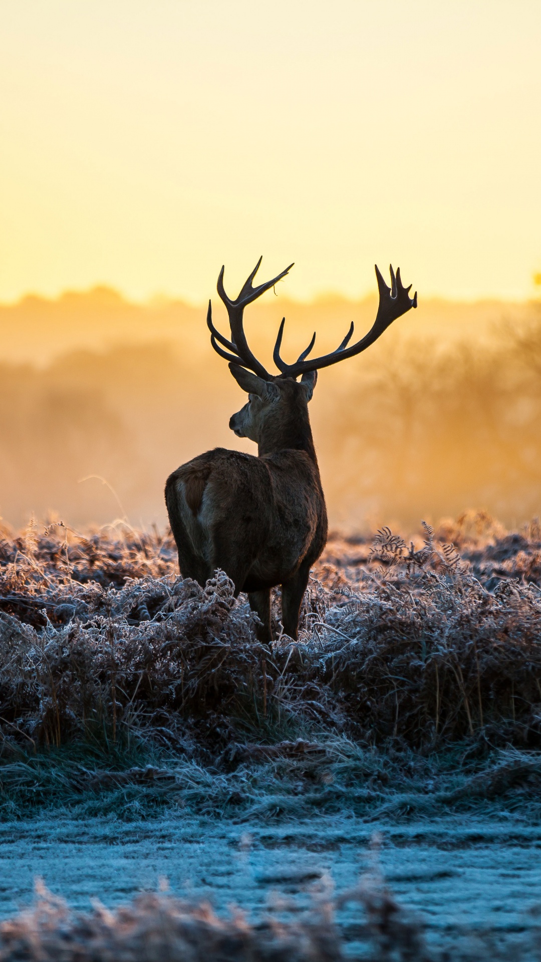 Cerf Brun Sur un Plan D'eau Bleu Pendant le Coucher du Soleil. Wallpaper in 1080x1920 Resolution