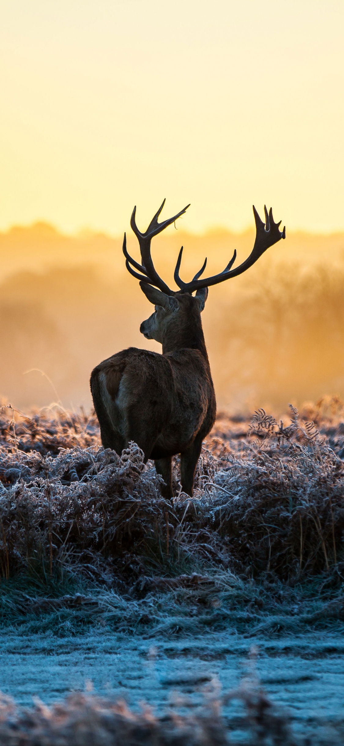 Cerf Brun Sur un Plan D'eau Bleu Pendant le Coucher du Soleil. Wallpaper in 1125x2436 Resolution