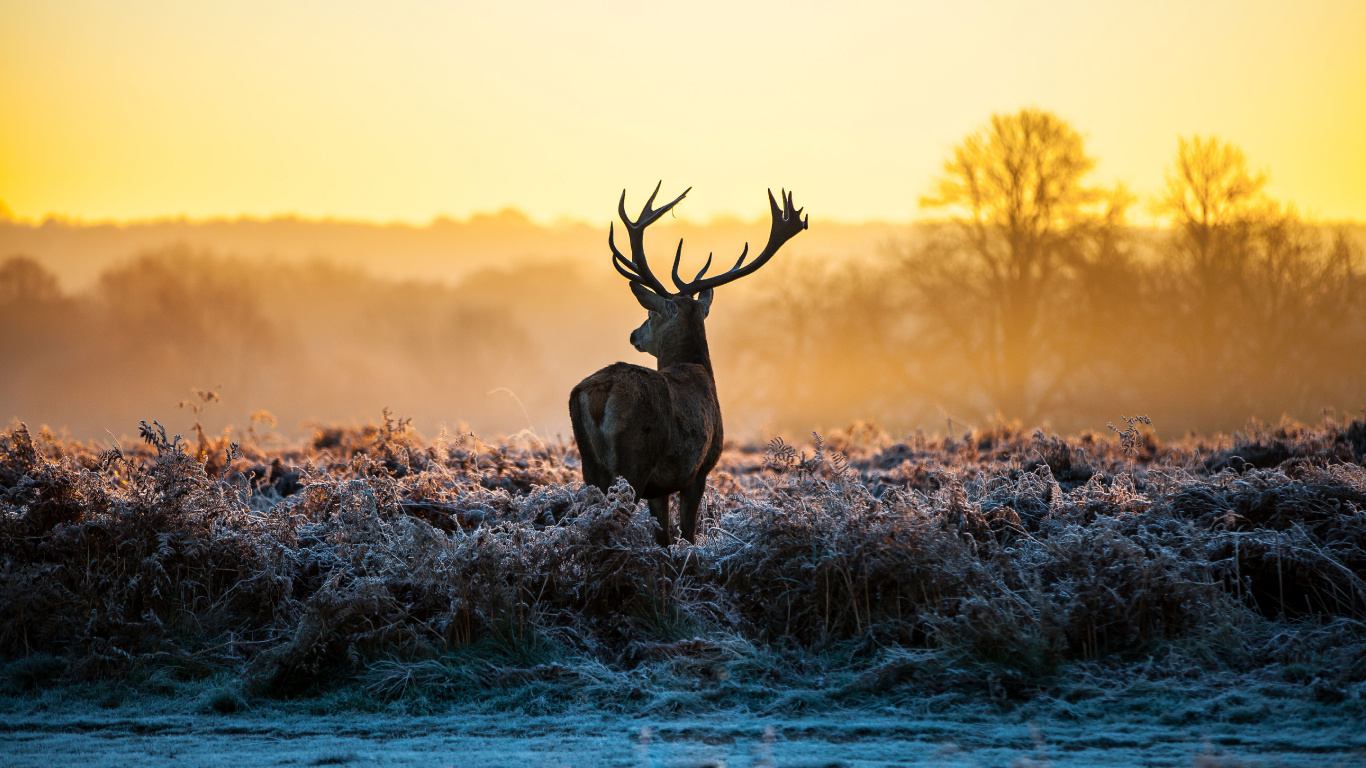 Cerf Brun Sur un Plan D'eau Bleu Pendant le Coucher du Soleil. Wallpaper in 1366x768 Resolution