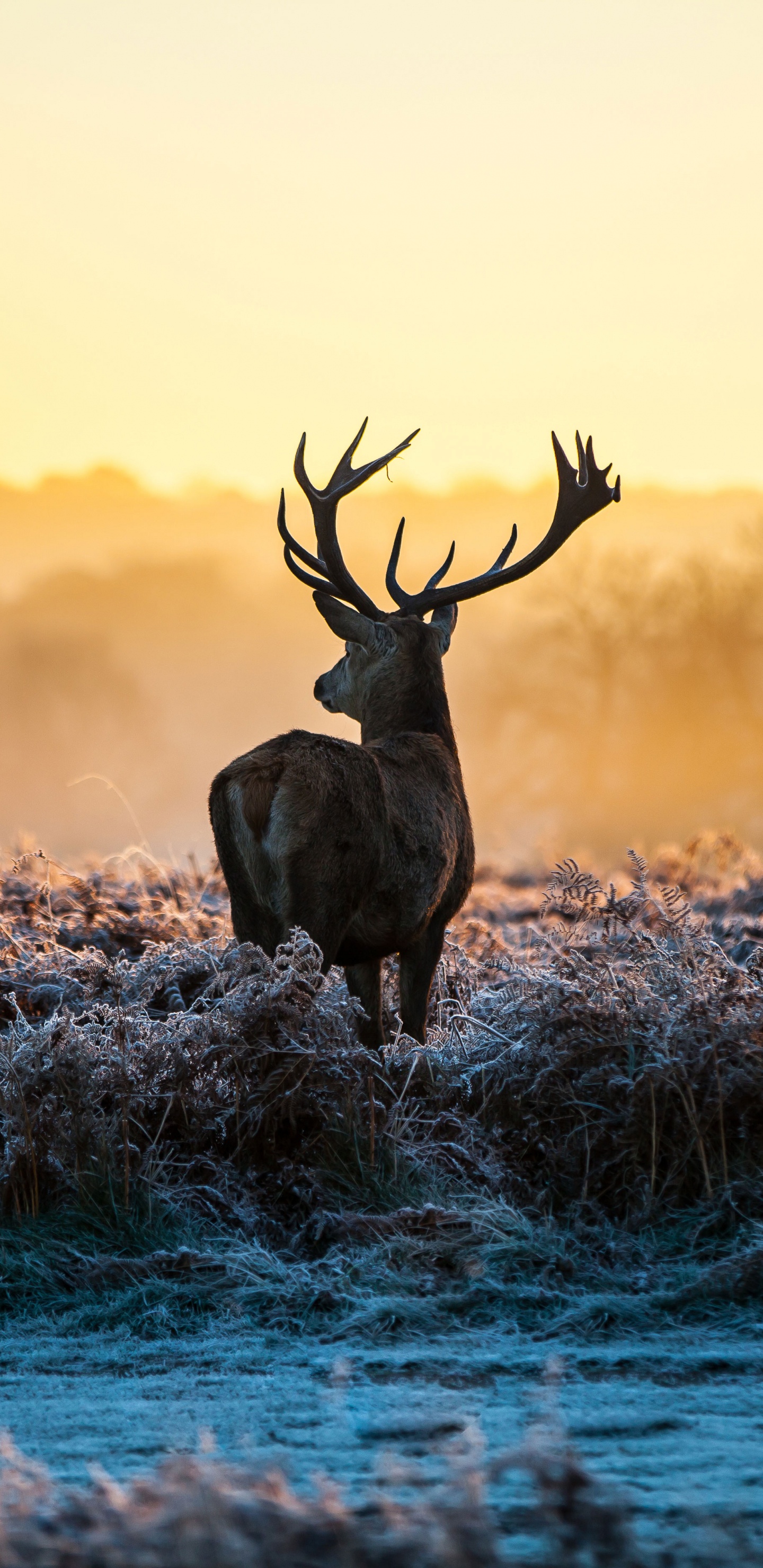 Cerf Brun Sur un Plan D'eau Bleu Pendant le Coucher du Soleil. Wallpaper in 1440x2960 Resolution