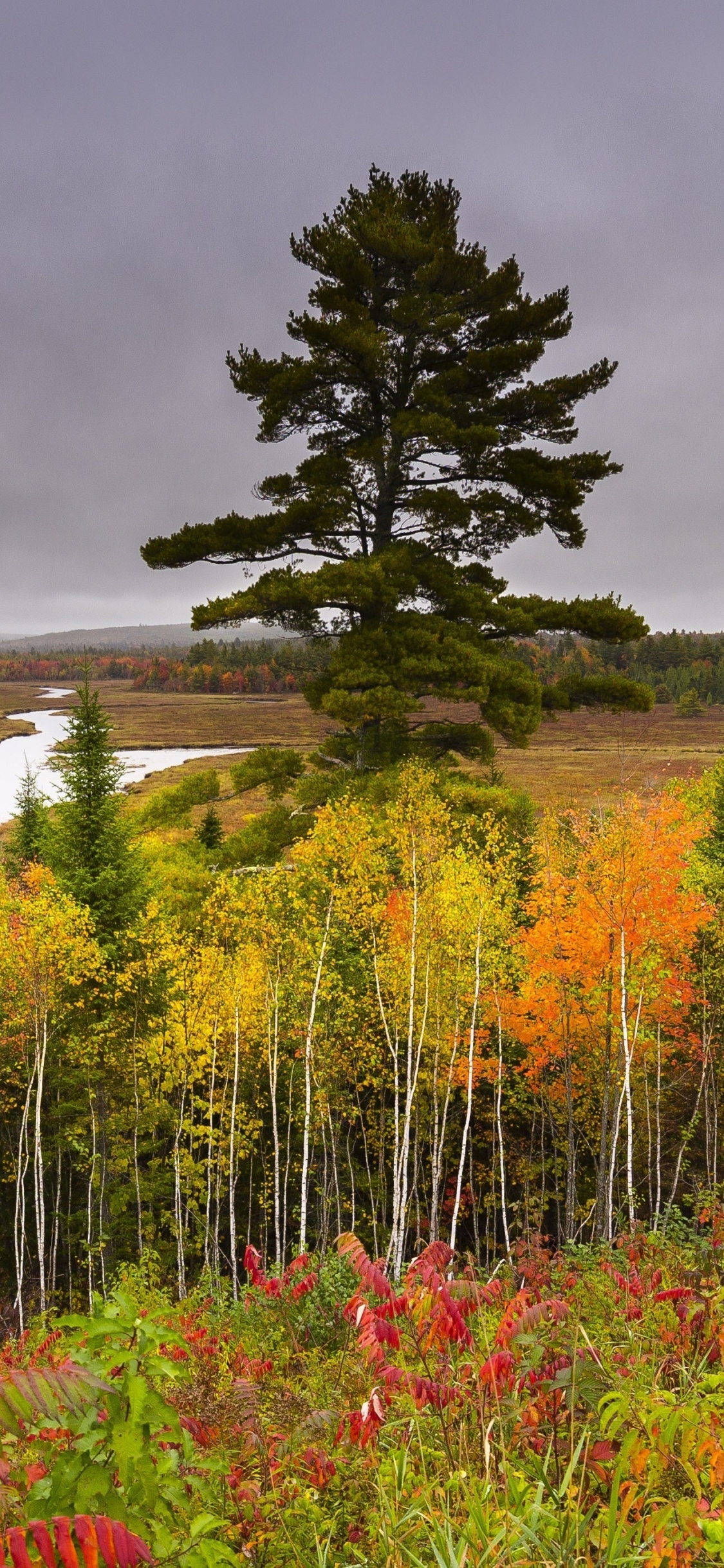 Champ de Fleurs Rouges Près D'arbres Verts Sous un Ciel Nuageux Gris Pendant la Journée. Wallpaper in 1125x2436 Resolution