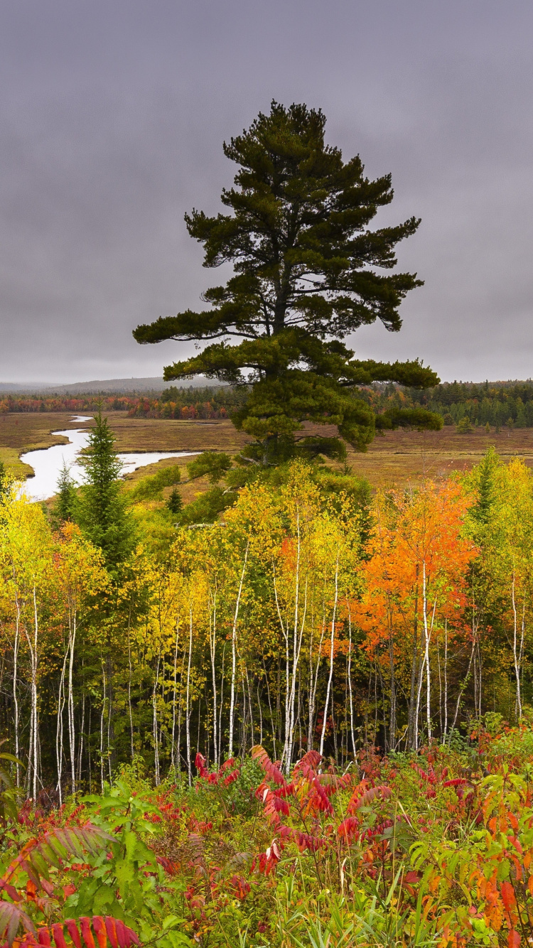 Champ de Fleurs Rouges Près D'arbres Verts Sous un Ciel Nuageux Gris Pendant la Journée. Wallpaper in 750x1334 Resolution