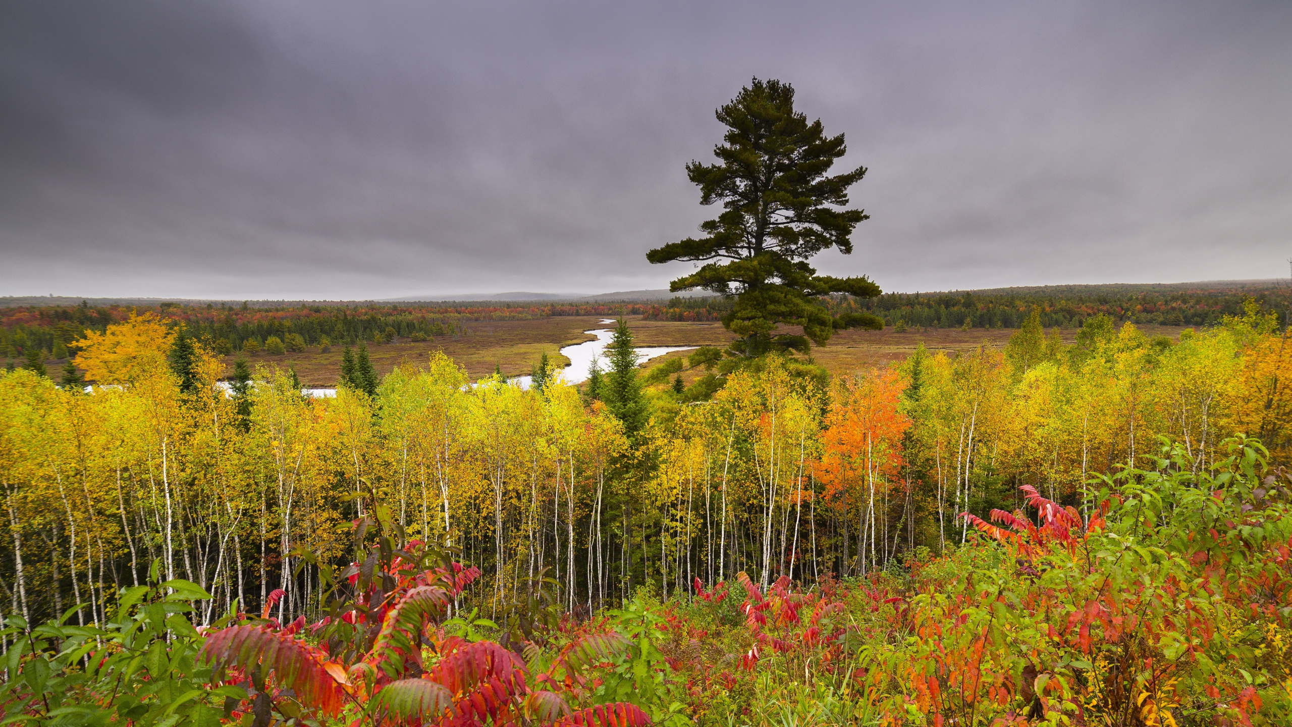 Campo de Flores Rojas Cerca de Árboles Verdes Bajo un Cielo Nublado Gris Durante el Día. Wallpaper in 2560x1440 Resolution