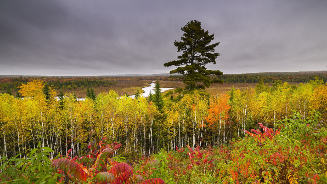 性质, 植被, 草地上, 野花, 荒野 壁纸 1366x768 允许