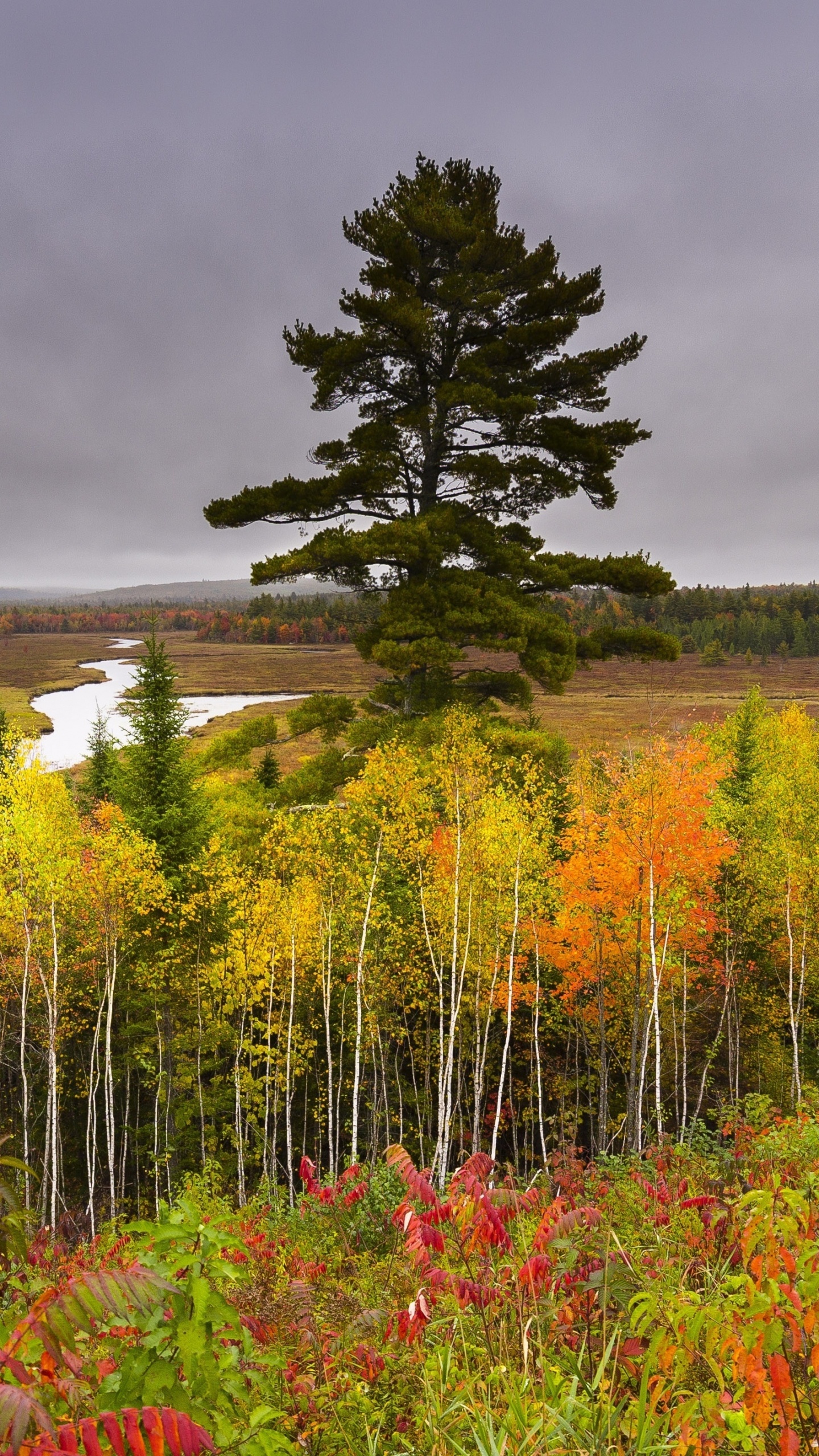 性质, 植被, 草地上, 野花, 荒野 壁纸 1440x2560 允许