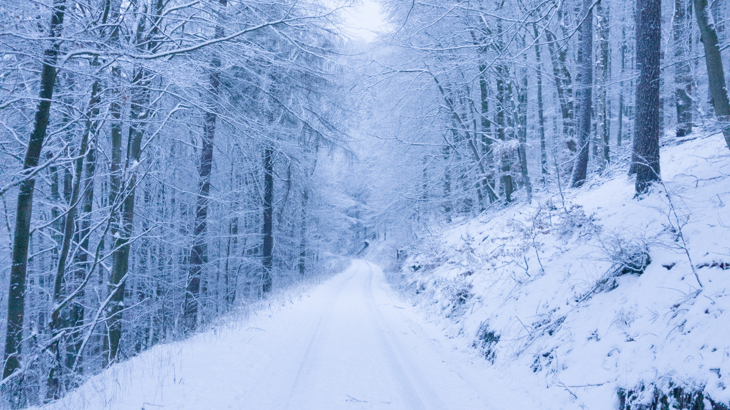 雪道, 冬天, 性质, 森林, 冻结 壁纸 2560x1440 允许