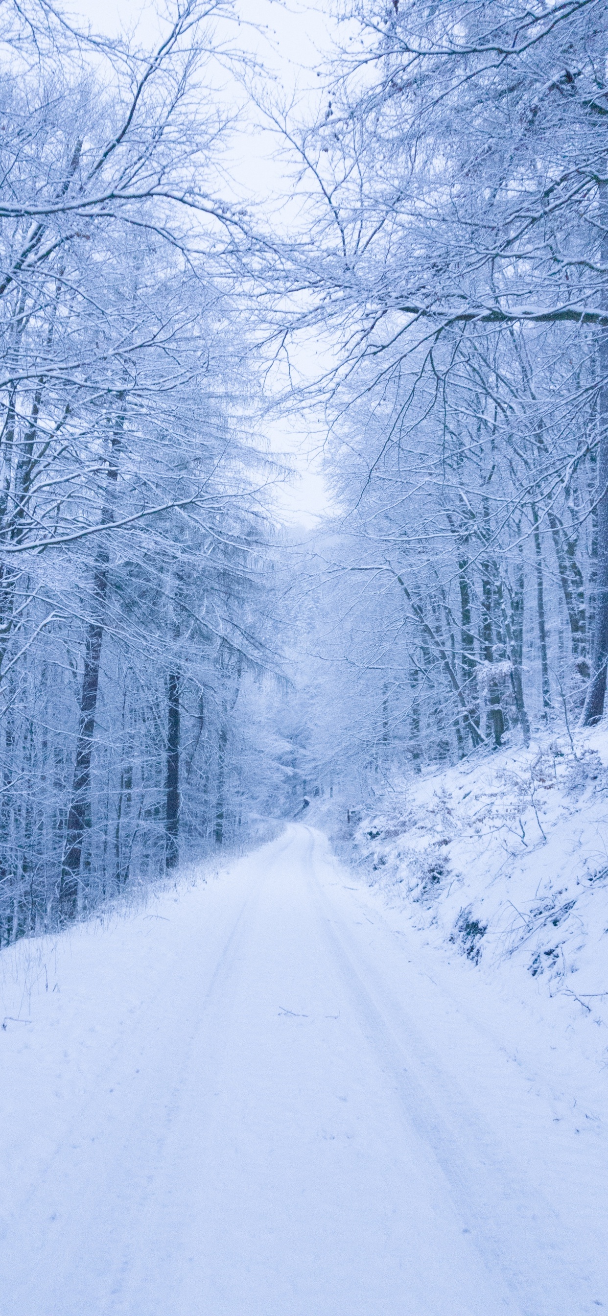 Snow, Snow Road, Winter, Tree, Nature. Wallpaper in 1242x2688 Resolution