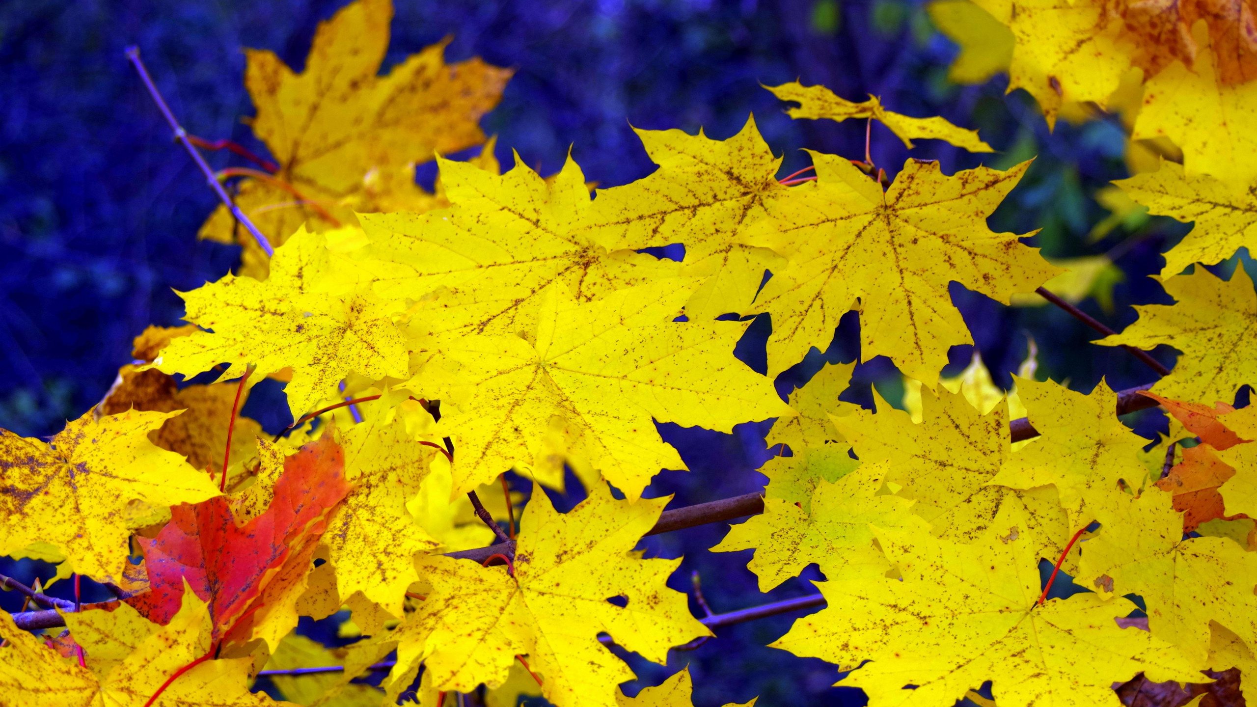 Hoja de Arce Amarilla en Fotografía de Cerca. Wallpaper in 2560x1440 Resolution