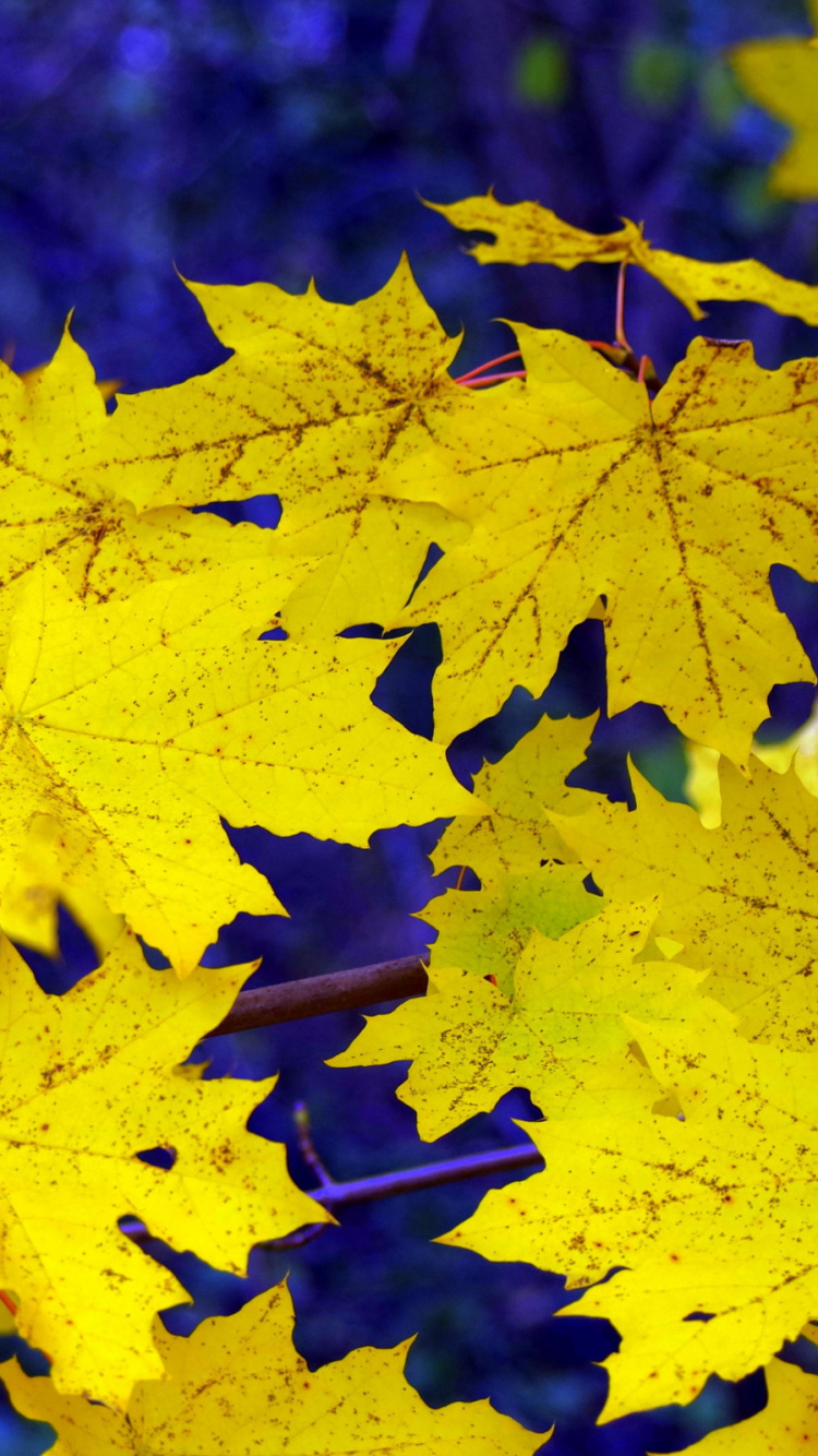 Hoja de Arce Amarilla en Fotografía de Cerca. Wallpaper in 750x1334 Resolution