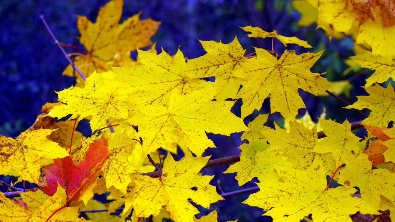 Feuille D'érable Jaune en Photographie Rapprochée. Wallpaper in 1280x720 Resolution