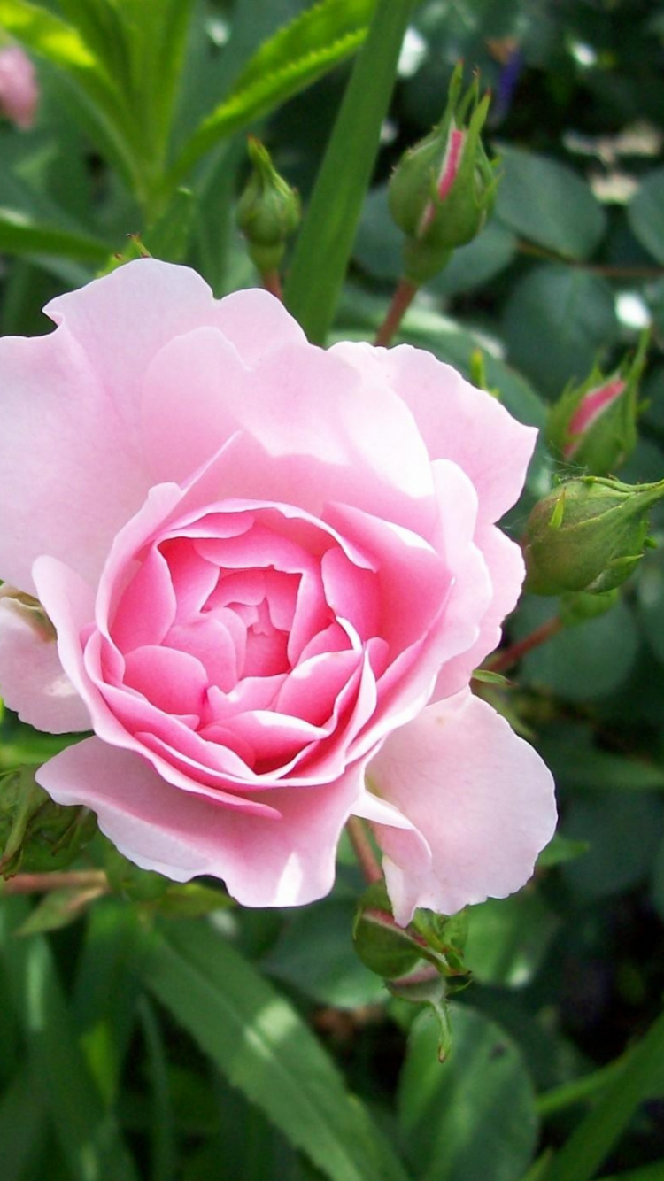 Rosa Rose Blüht Tagsüber. Wallpaper in 750x1334 Resolution