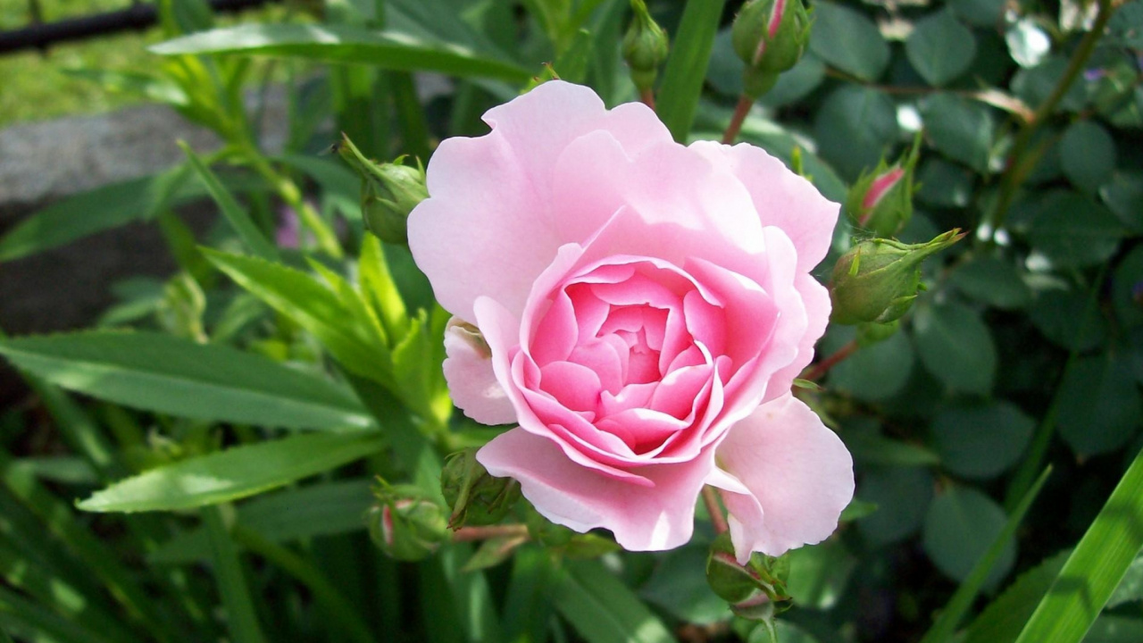 Pink Rose in Bloom During Daytime. Wallpaper in 1280x720 Resolution