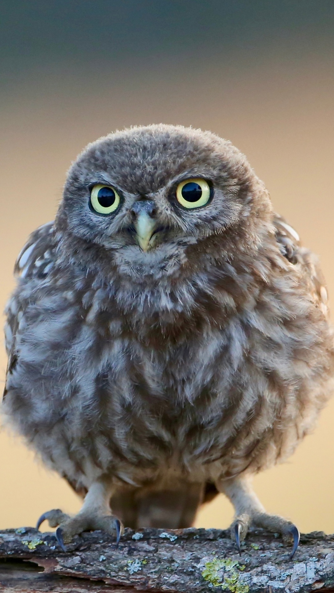 Búho Marrón Posado en la Rama de un Árbol Marrón. Wallpaper in 1080x1920 Resolution