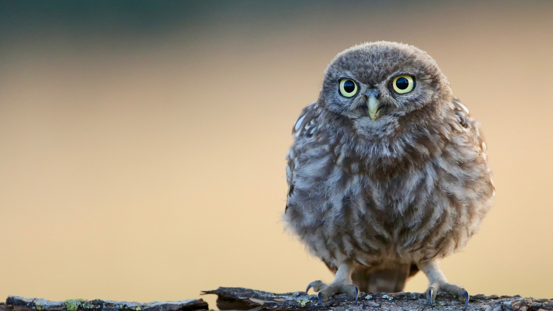 Brown Owl Perched on Brown Tree Branch. Wallpaper in 1920x1080 Resolution