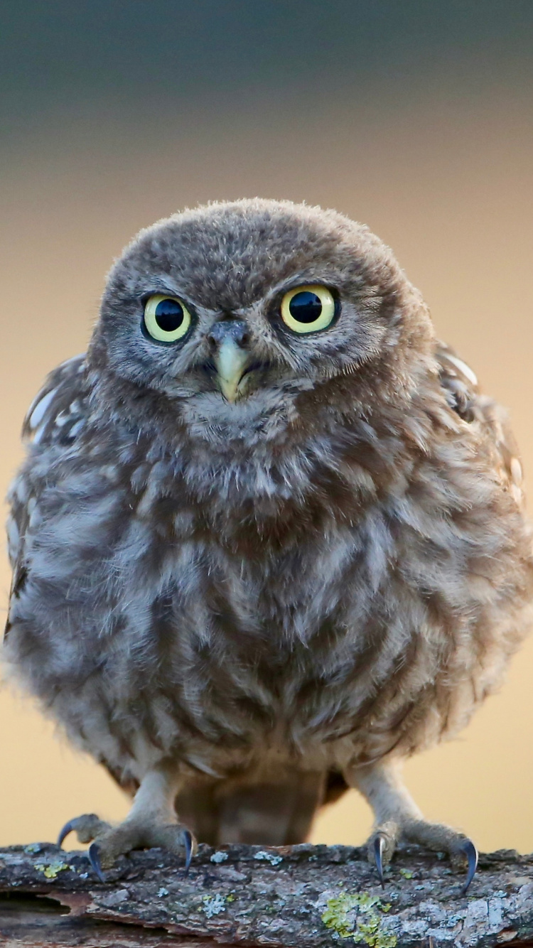 Brown Owl Perched on Brown Tree Branch. Wallpaper in 750x1334 Resolution