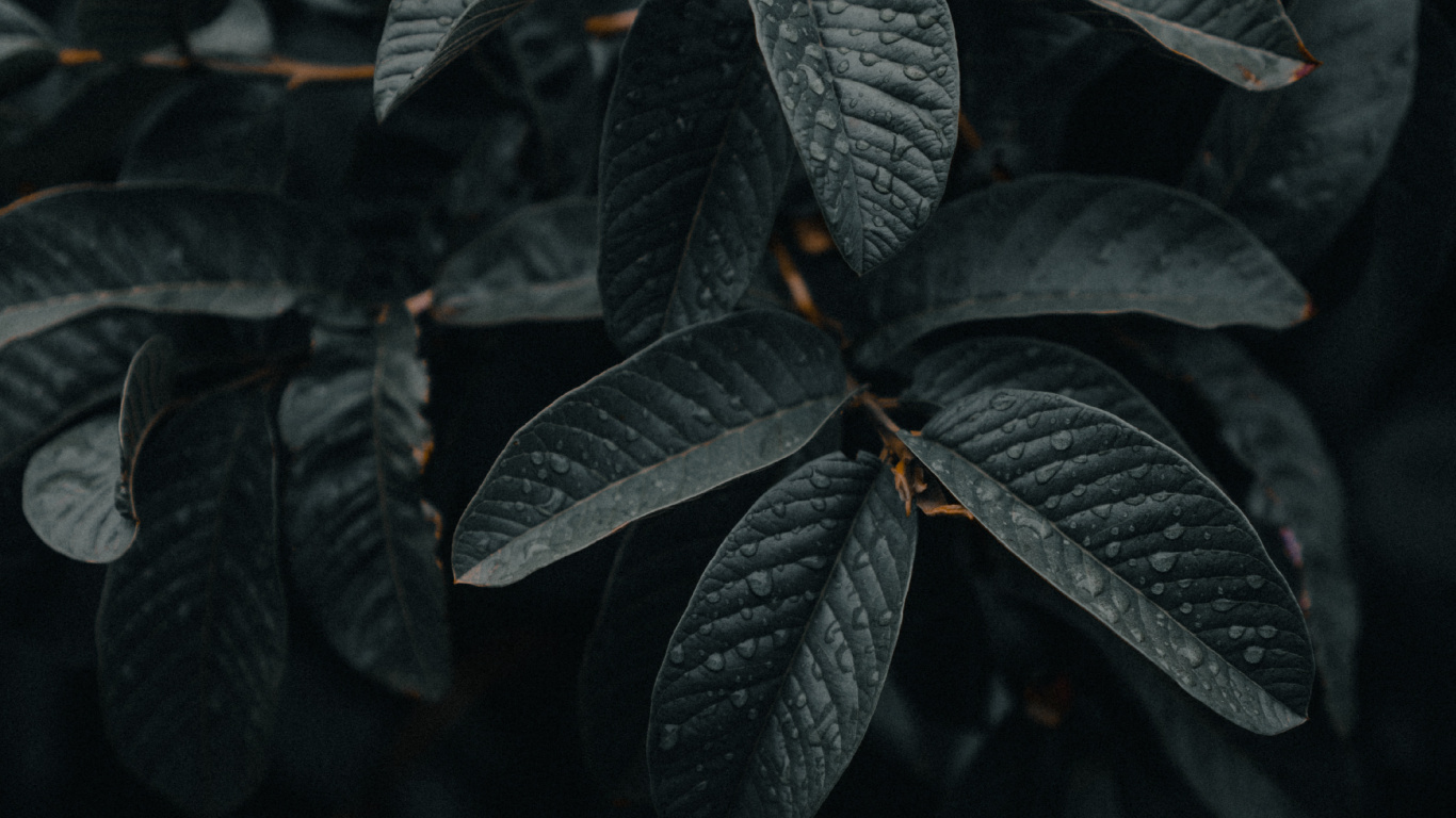 Feuilles Vertes en Photographie Rapprochée. Wallpaper in 1366x768 Resolution