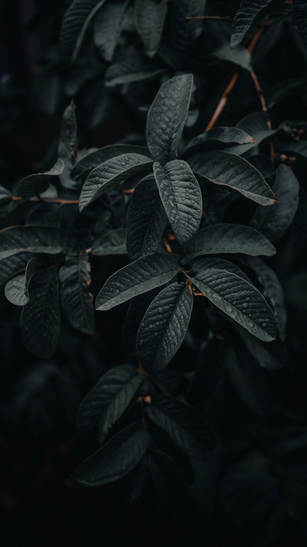 Green Leaves in Close up Photography. Wallpaper in 1080x1920 Resolution