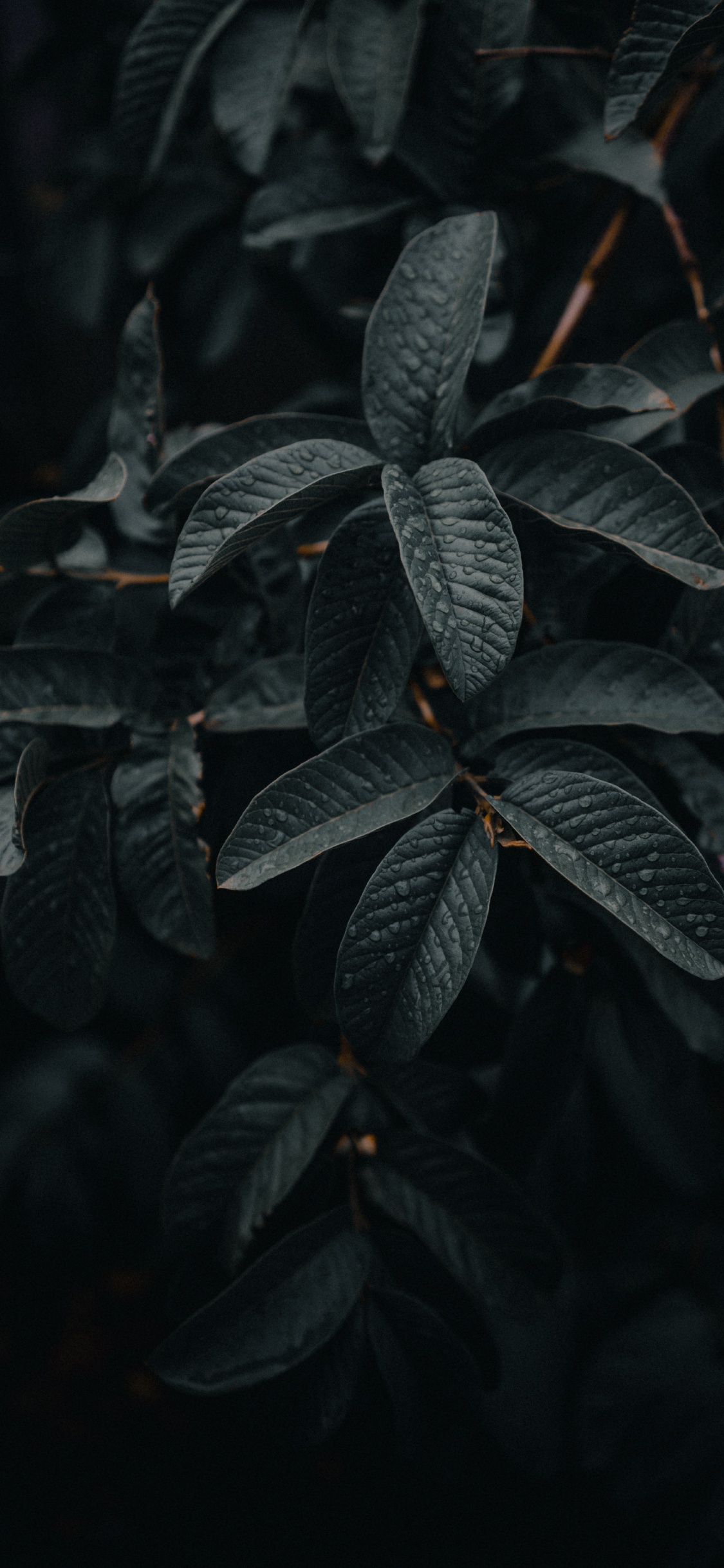 Green Leaves in Close up Photography. Wallpaper in 1125x2436 Resolution