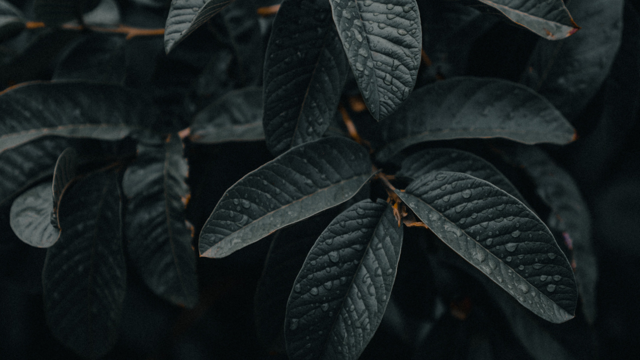 Green Leaves in Close up Photography. Wallpaper in 1280x720 Resolution