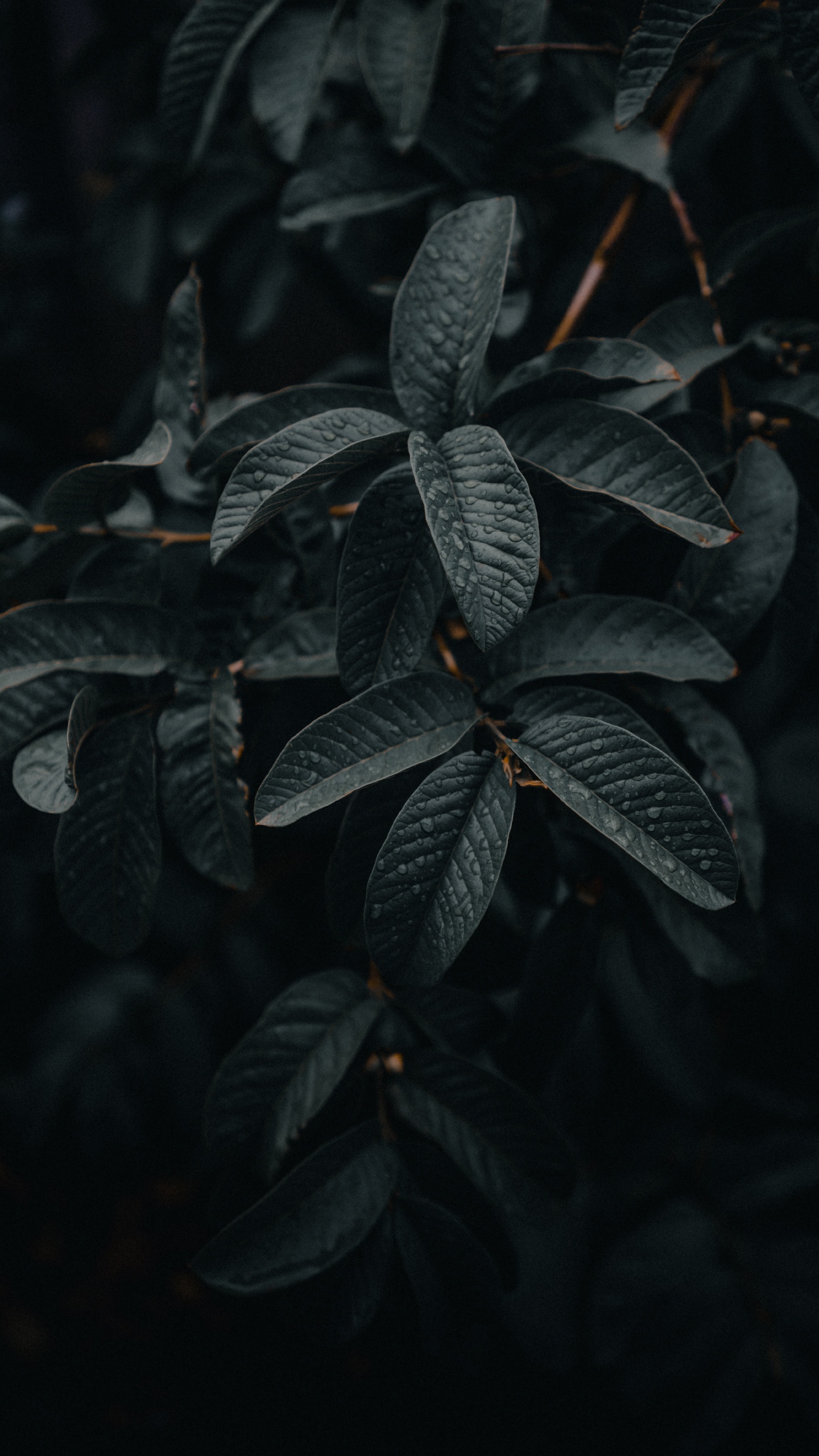 Green Leaves in Close up Photography. Wallpaper in 1440x2560 Resolution