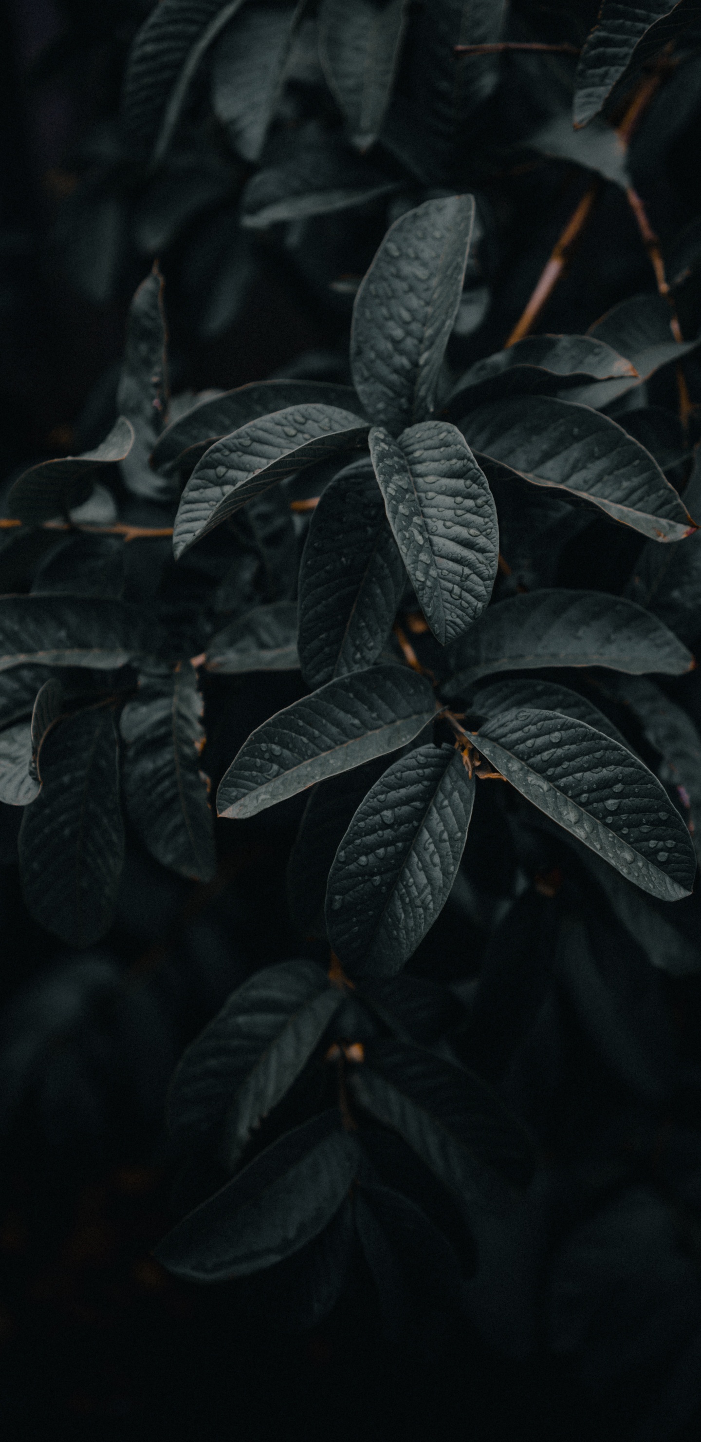 Green Leaves in Close up Photography. Wallpaper in 1440x2960 Resolution