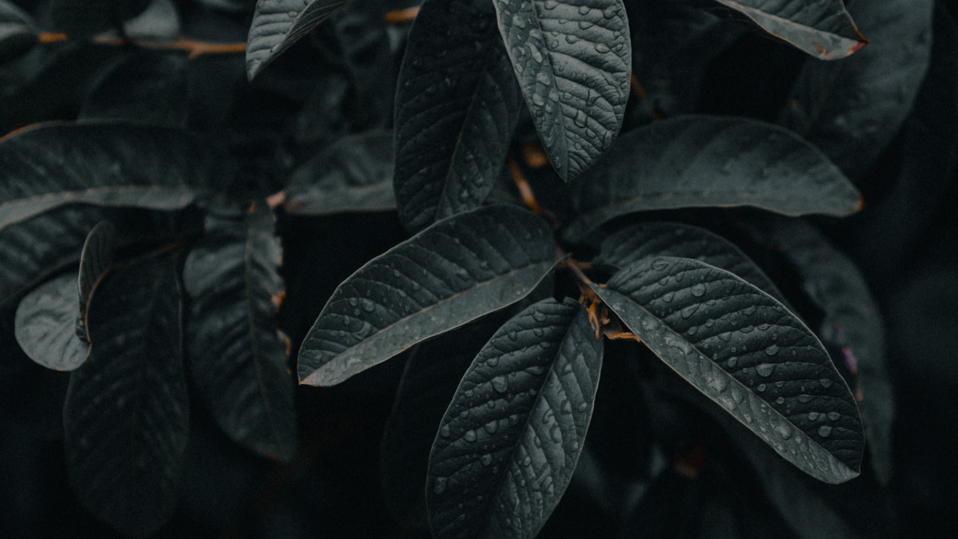 Green Leaves in Close up Photography. Wallpaper in 1920x1080 Resolution