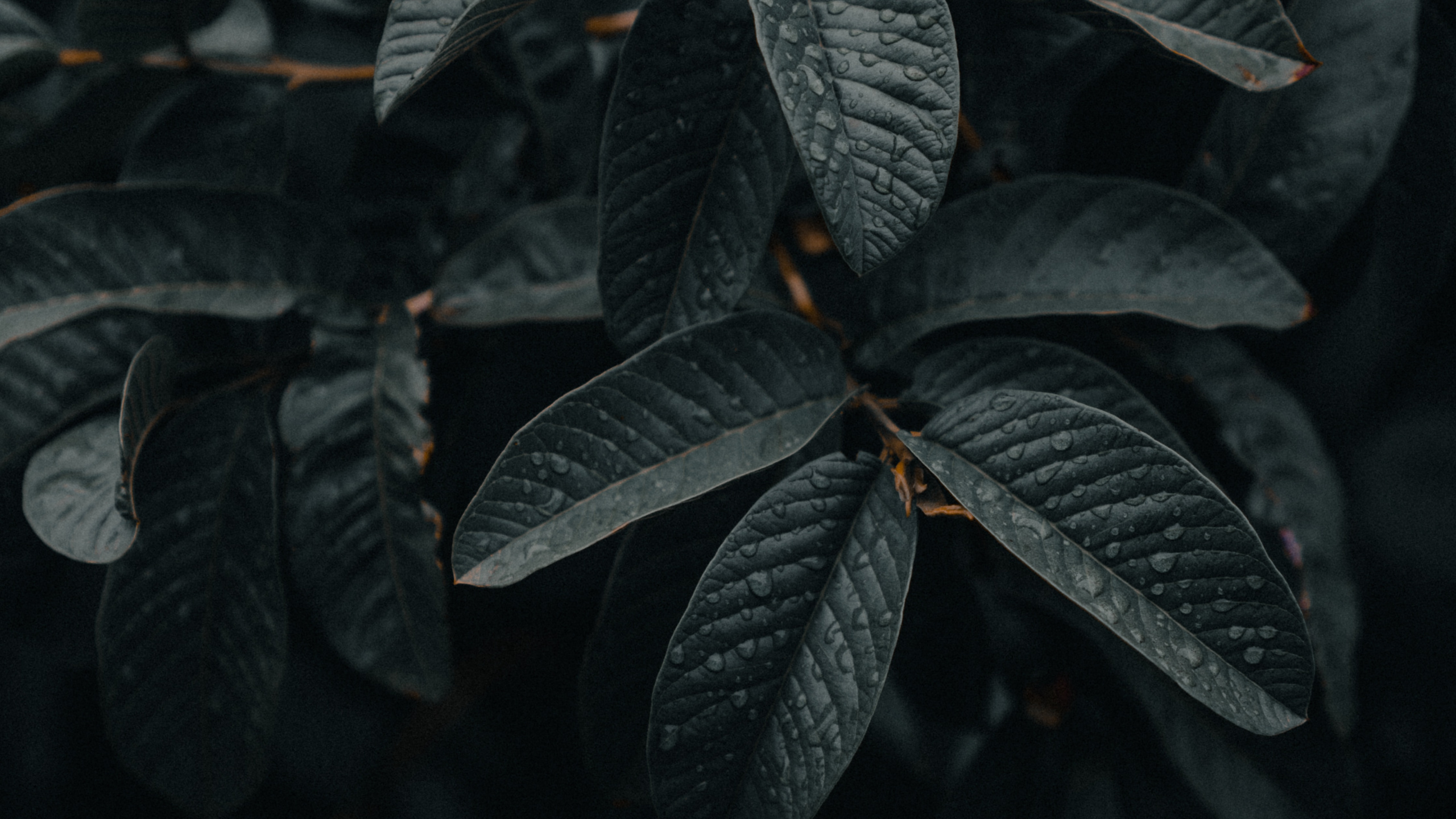 Green Leaves in Close up Photography. Wallpaper in 2560x1440 Resolution