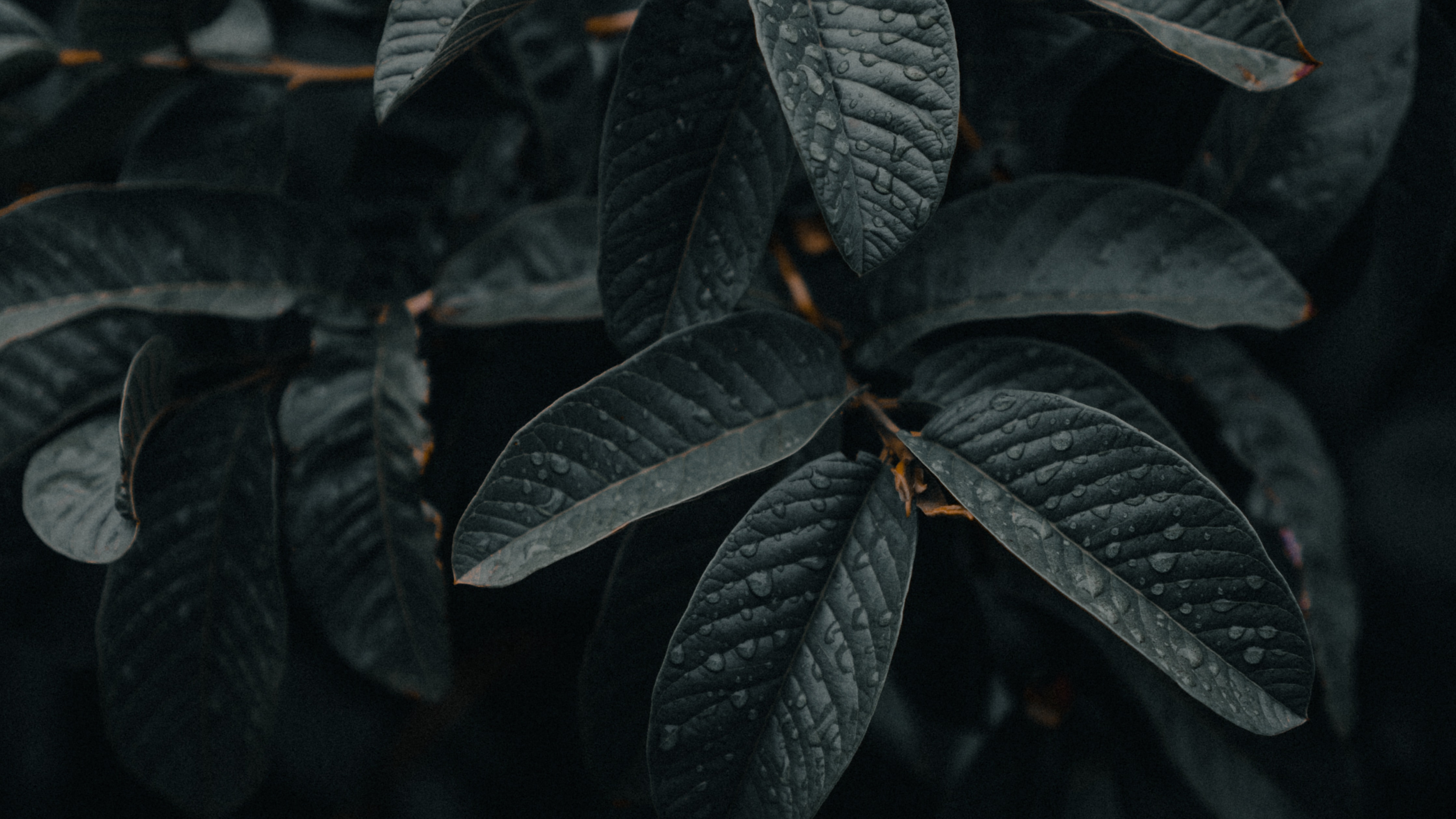 Green Leaves in Close up Photography. Wallpaper in 3840x2160 Resolution