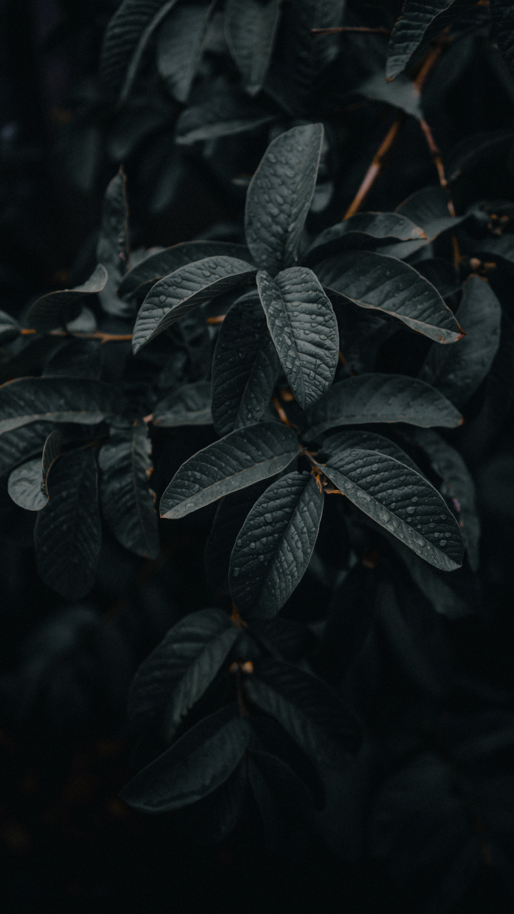Green Leaves in Close up Photography. Wallpaper in 750x1334 Resolution