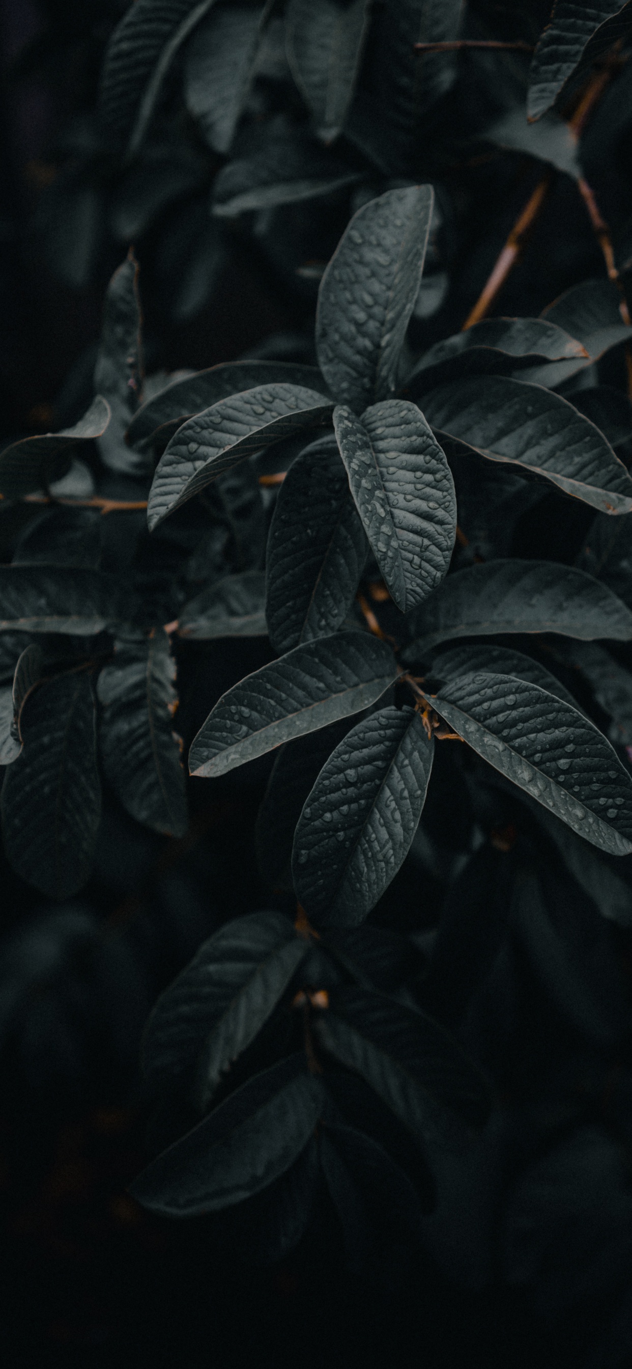 树枝, 绿色的, 安卓, 苹果 壁纸 1242x2688 允许