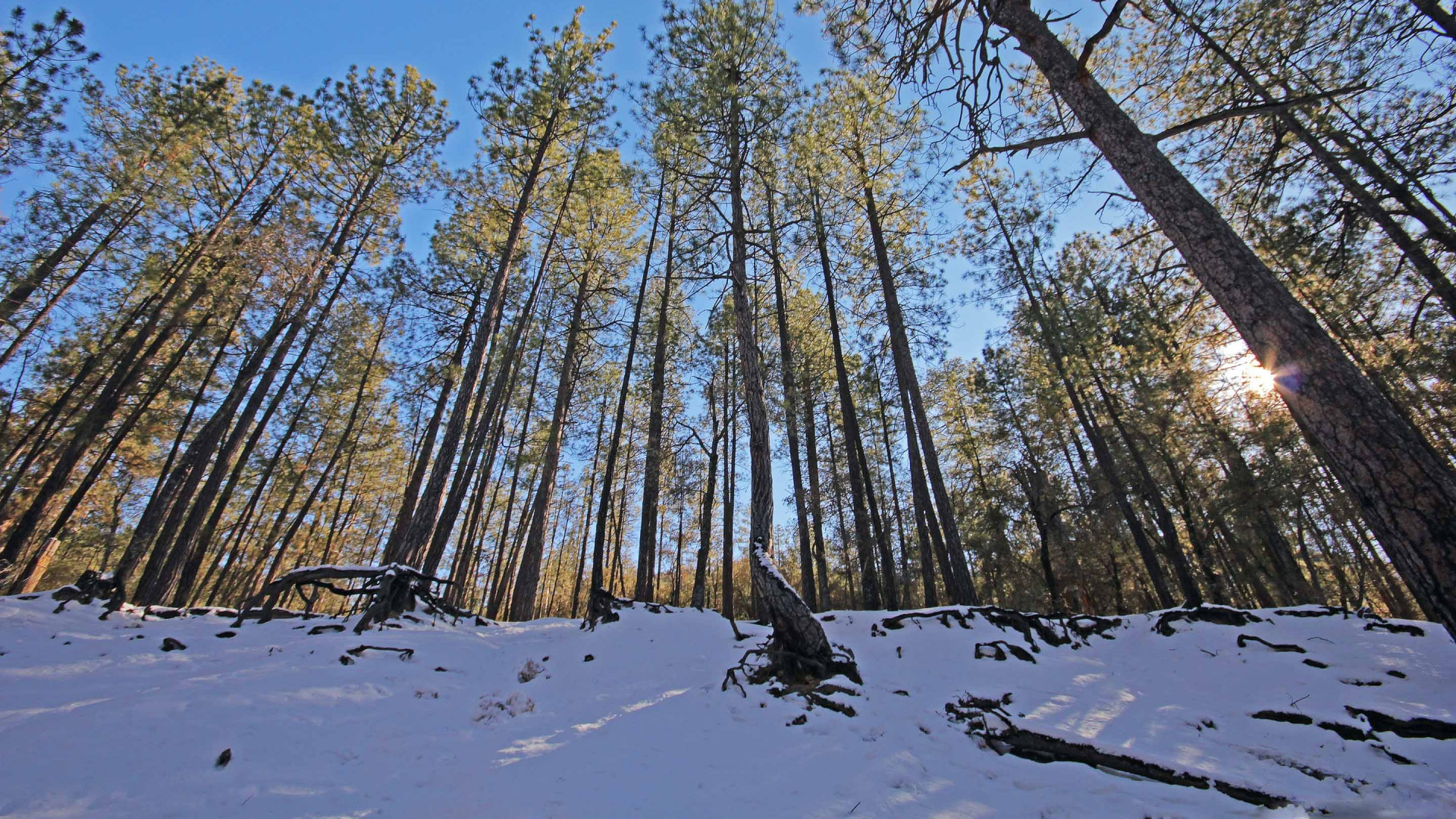 Arbres Bruns Sur Sol Couvert de Neige Pendant la Journée. Wallpaper in 1920x1080 Resolution