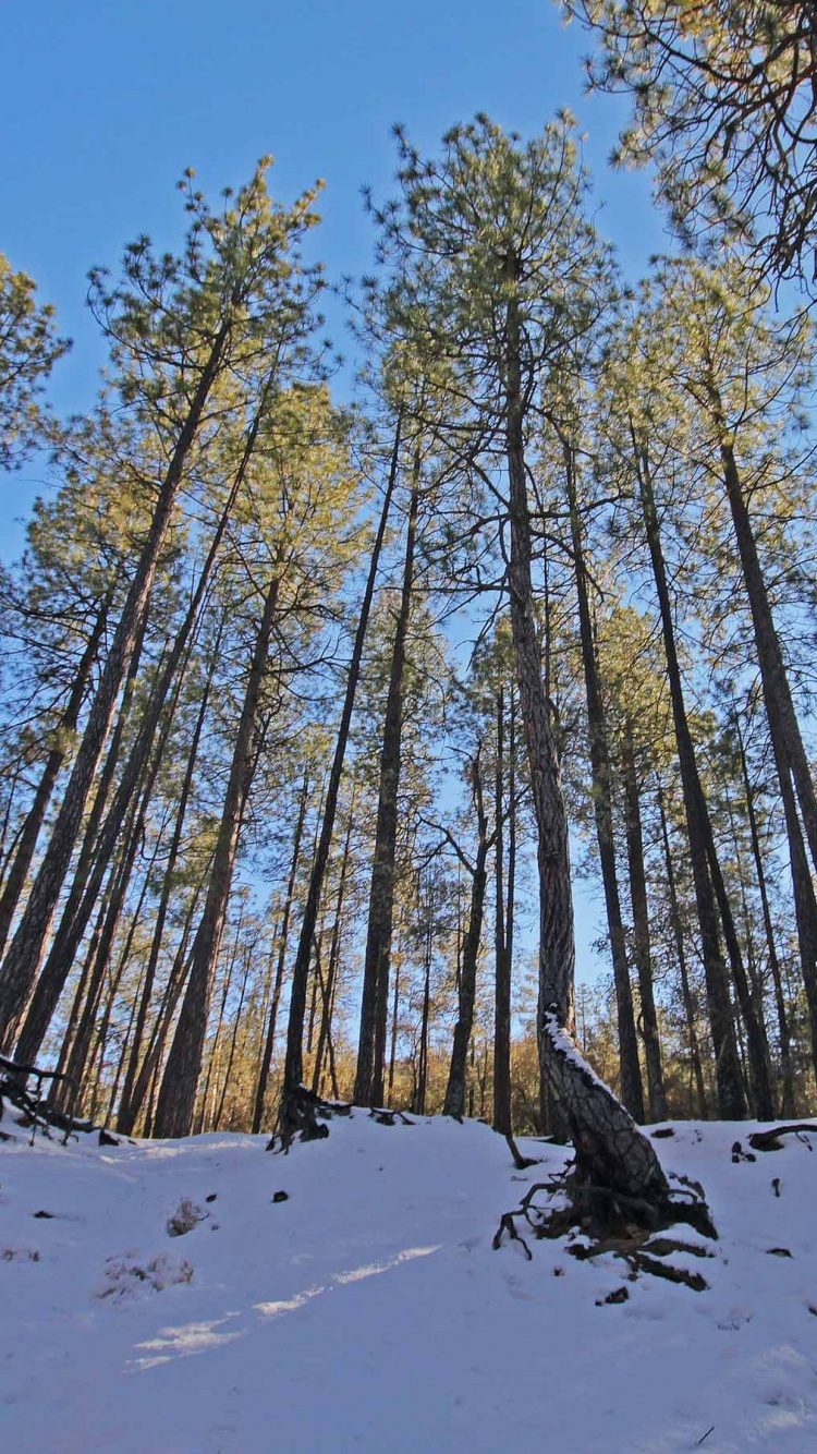 Arbres Bruns Sur Sol Couvert de Neige Pendant la Journée. Wallpaper in 750x1334 Resolution