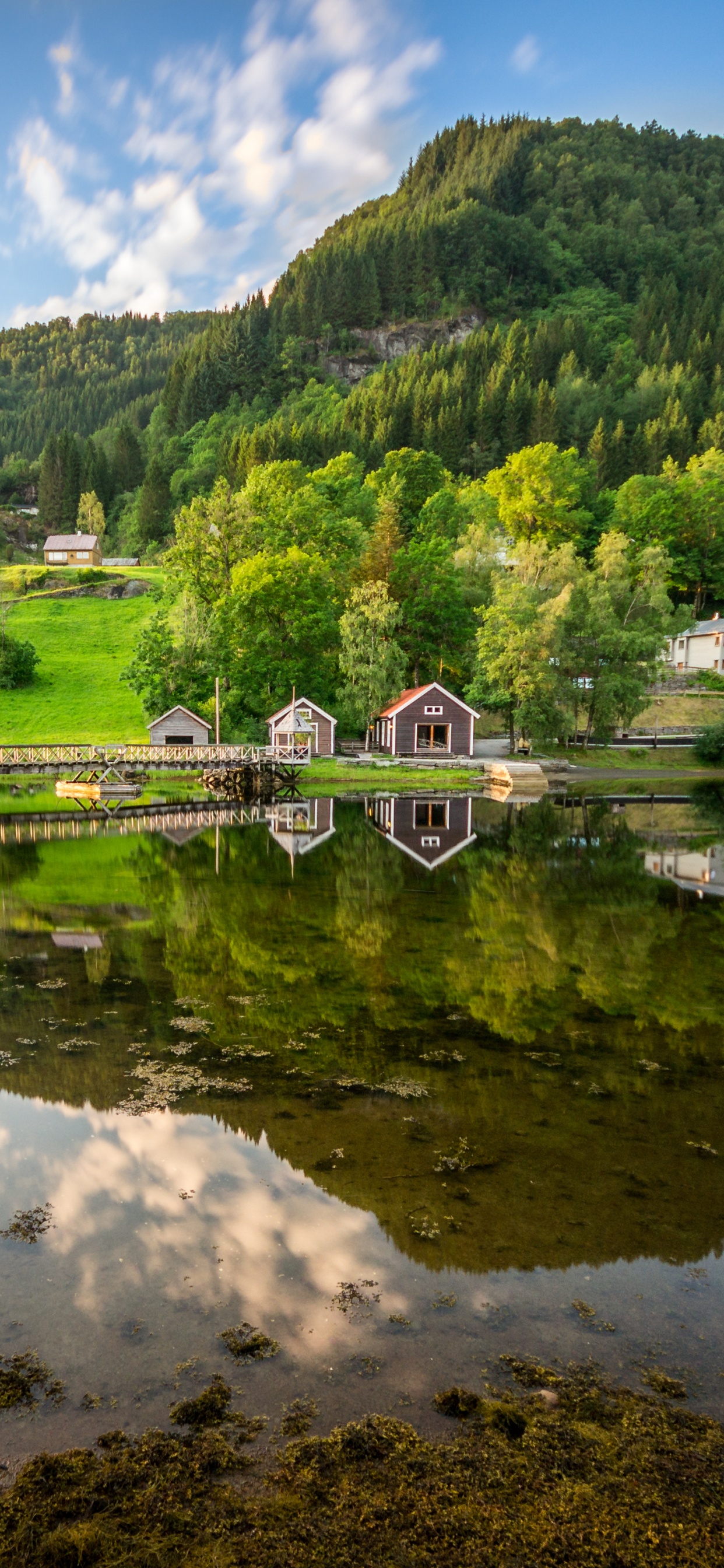Green Trees Near Lake Under Blue Sky During Daytime. Wallpaper in 1242x2688 Resolution