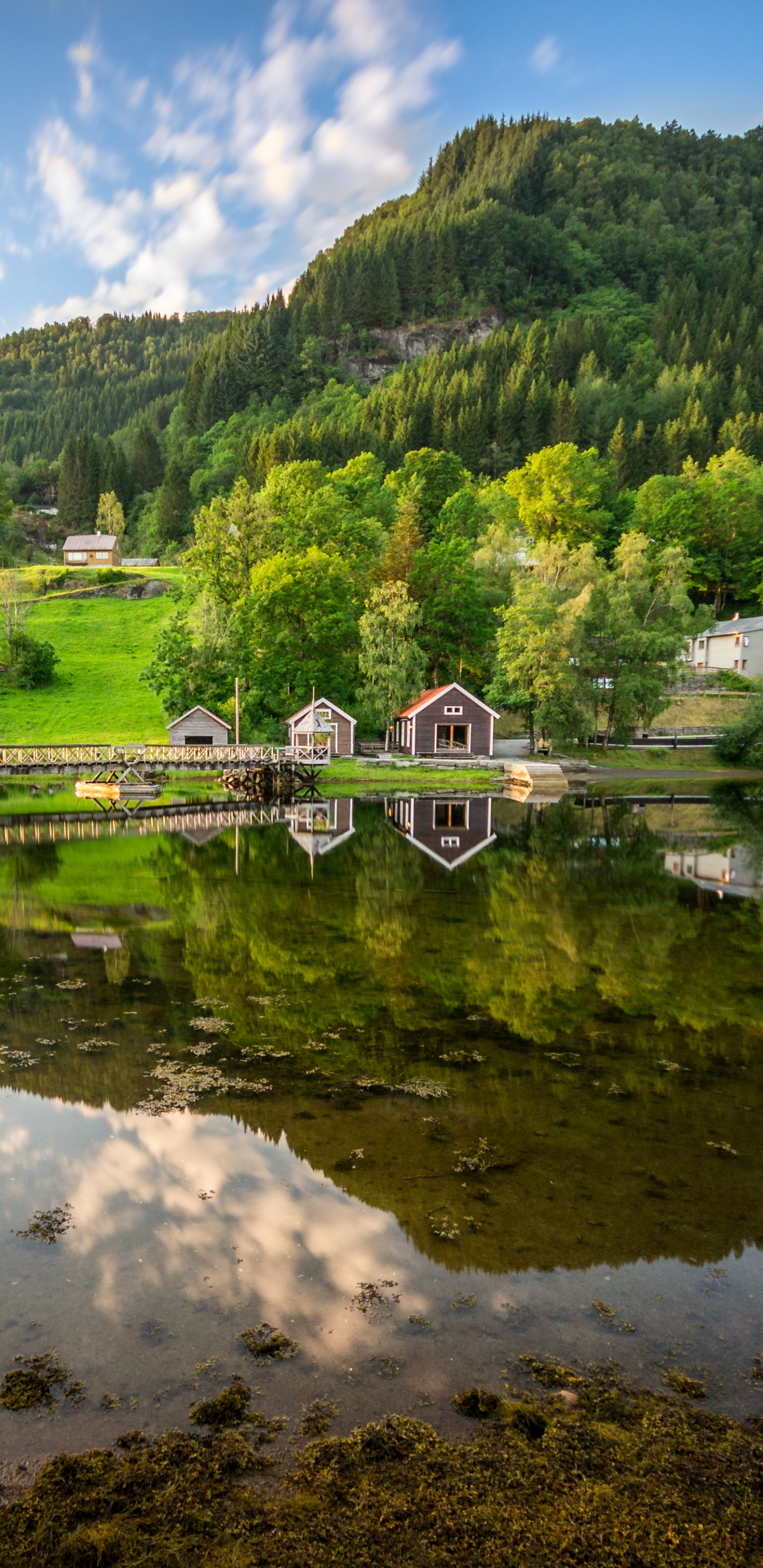 Árboles Verdes Cerca Del Lago Bajo un Cielo Azul Durante el Día. Wallpaper in 1440x2960 Resolution