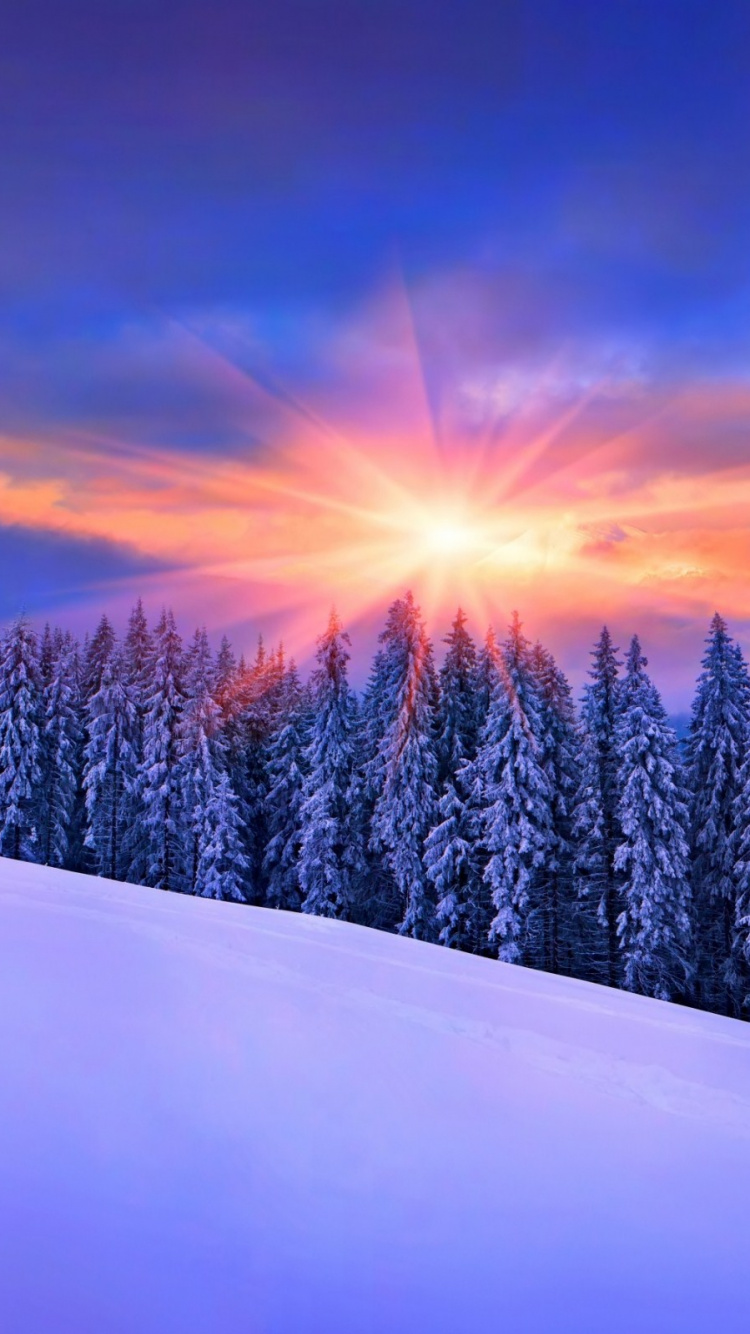 Snow Covered Pine Trees Under Blue Sky During Daytime. Wallpaper in 750x1334 Resolution