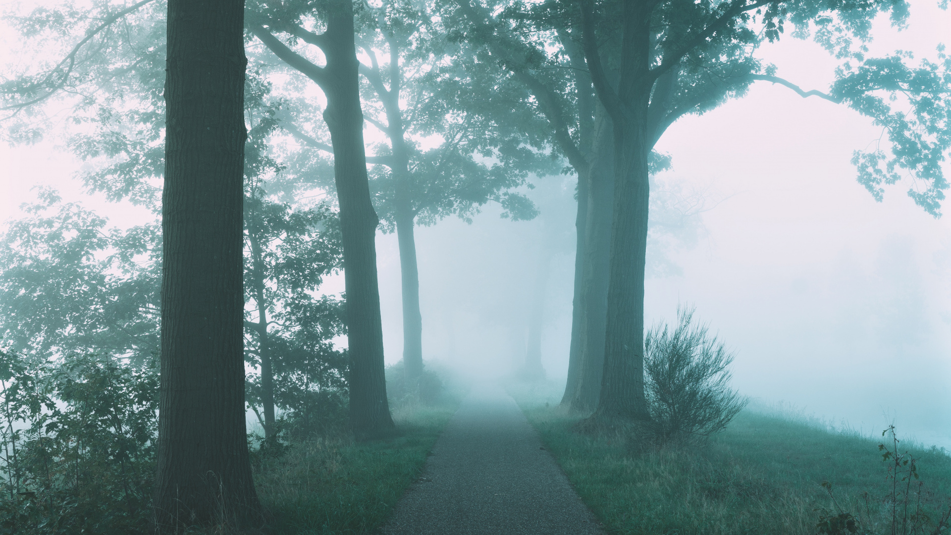 Nebel, Natur, Baum, Naturlandschaft, Gr. Wallpaper in 1920x1080 Resolution