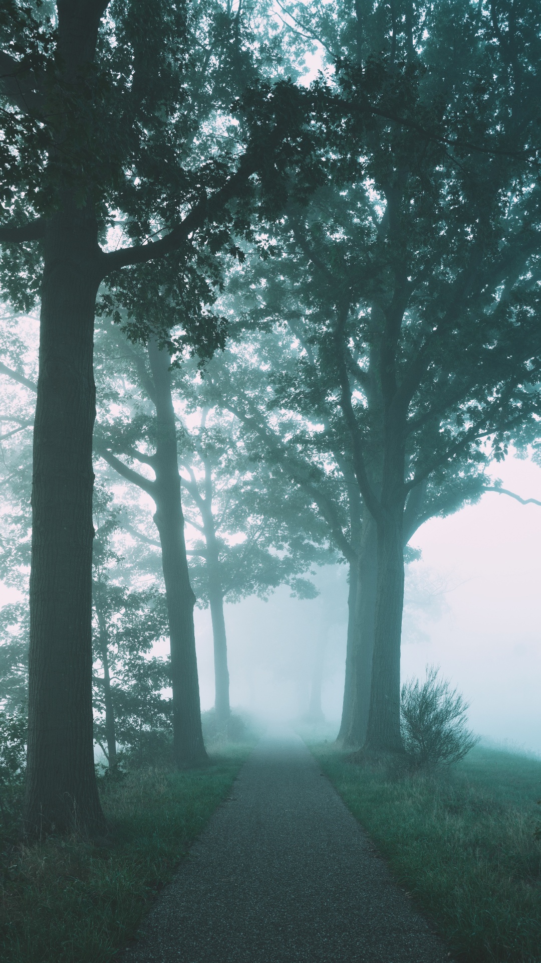 Brouillard, Nature, Paysage Naturel, Green, Environnement Naturel. Wallpaper in 1080x1920 Resolution