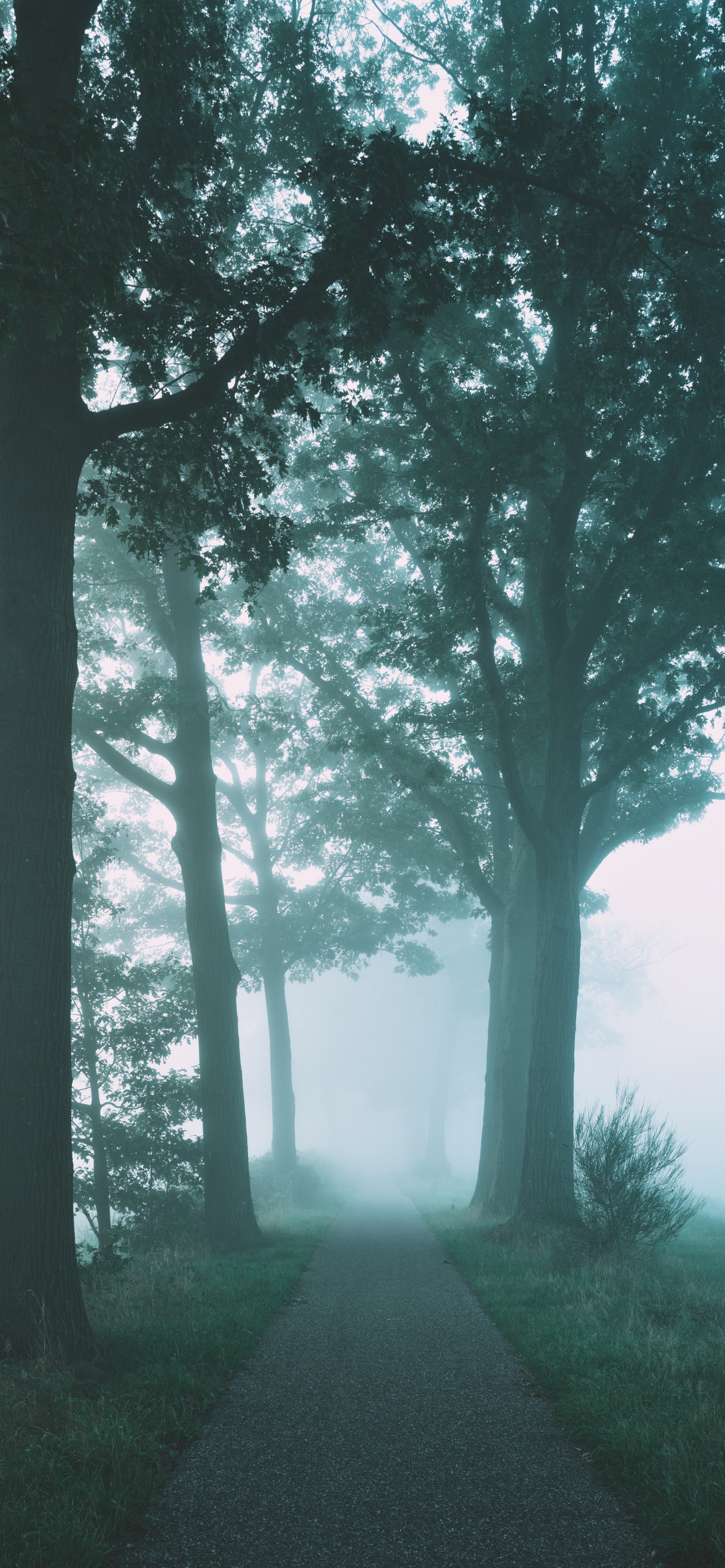 Brouillard, Nature, Paysage Naturel, Green, Environnement Naturel. Wallpaper in 1242x2688 Resolution