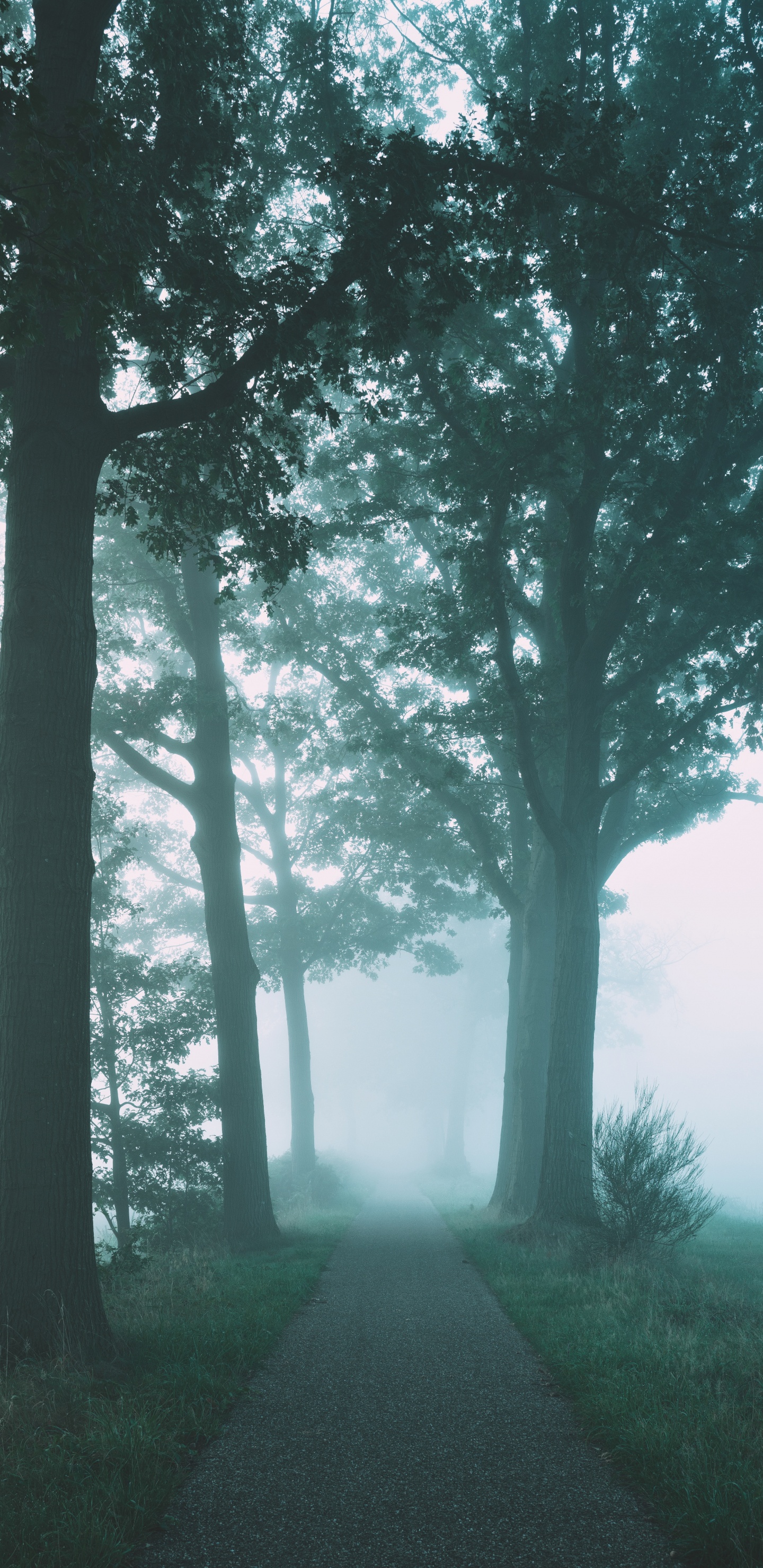 Brouillard, Nature, Paysage Naturel, Green, Environnement Naturel. Wallpaper in 1440x2960 Resolution