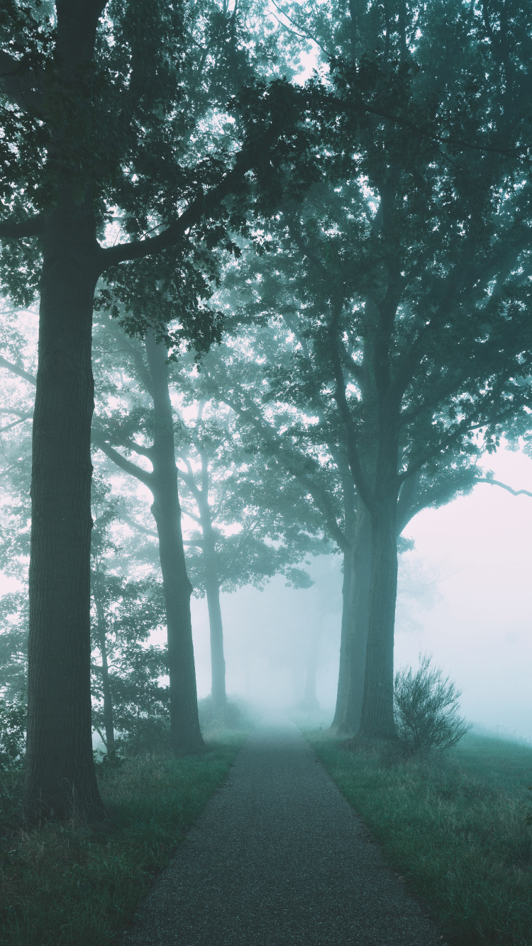 Brouillard, Nature, Paysage Naturel, Green, Environnement Naturel. Wallpaper in 750x1334 Resolution