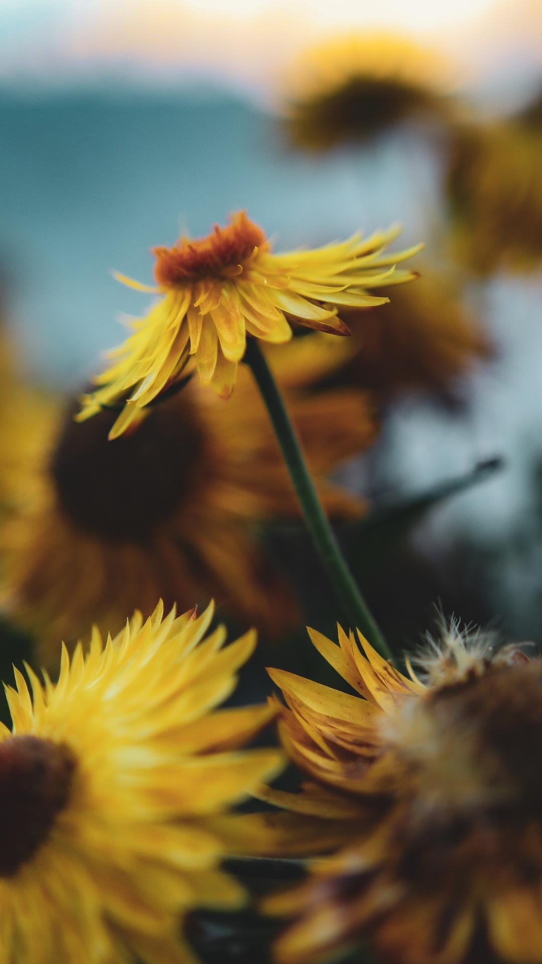 Sunflower, Dandelions, Flower, Plant, Petal. Wallpaper in 1080x1920 Resolution