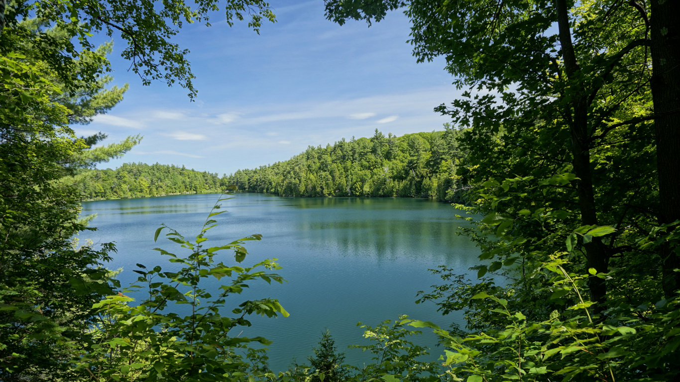 Green Trees Beside Lake During Daytime. Wallpaper in 1366x768 Resolution